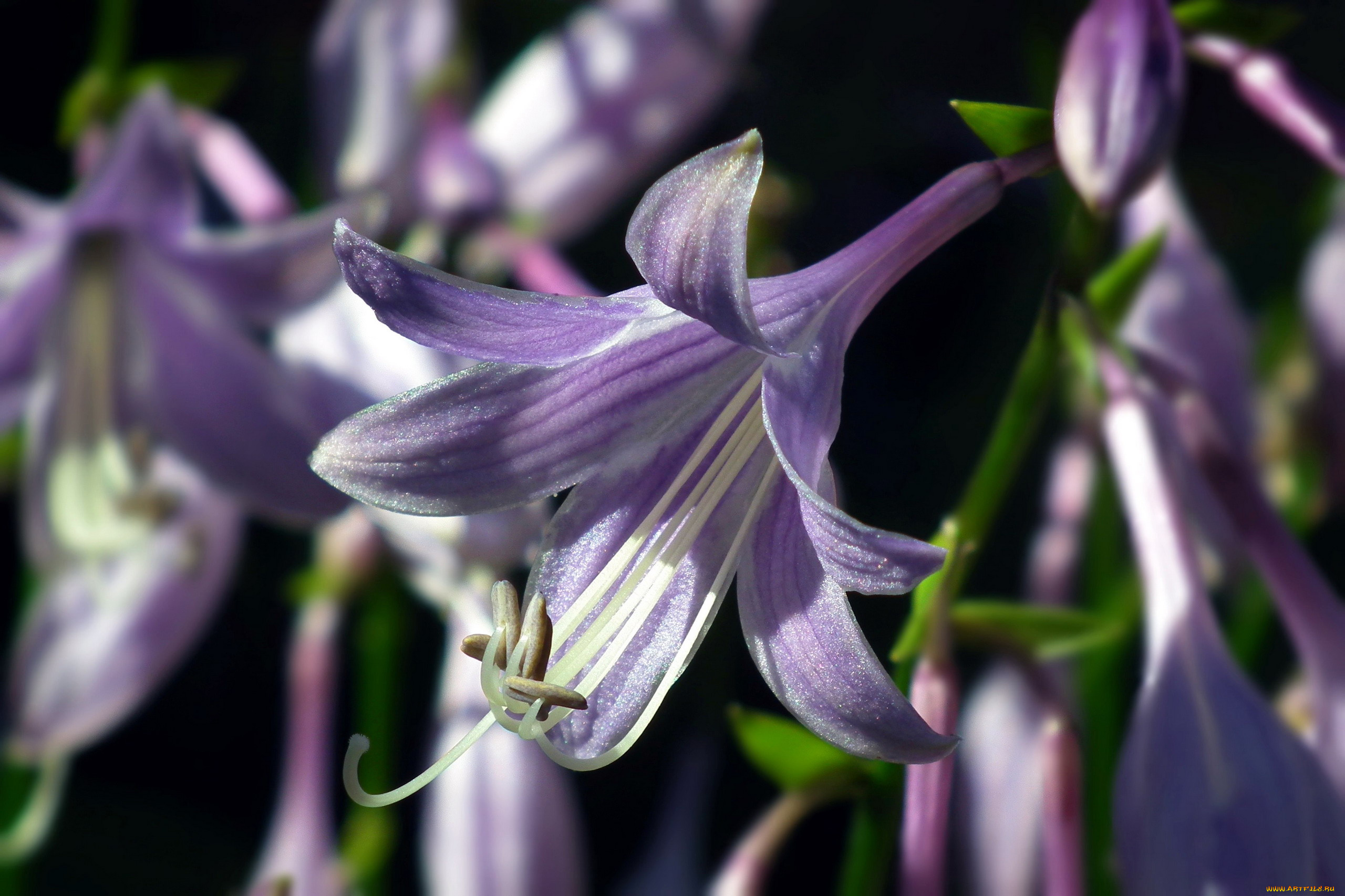 цветы, хоста, лиловый