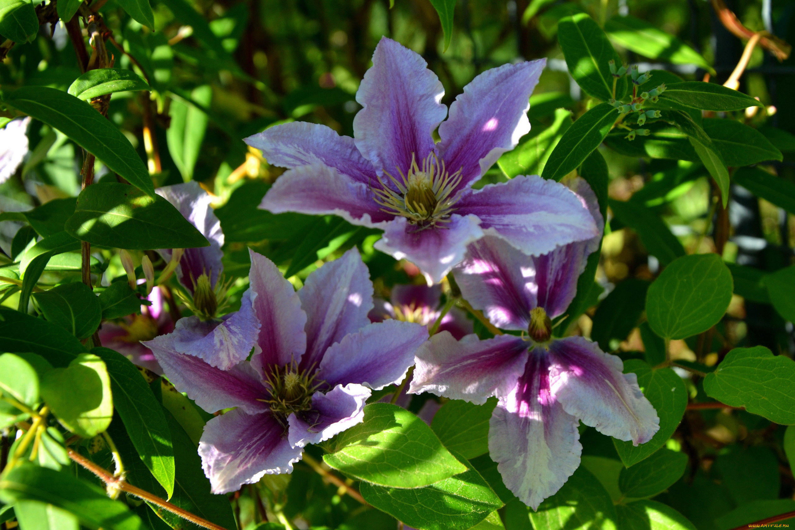 цветы, клематис, , ломонос, трио