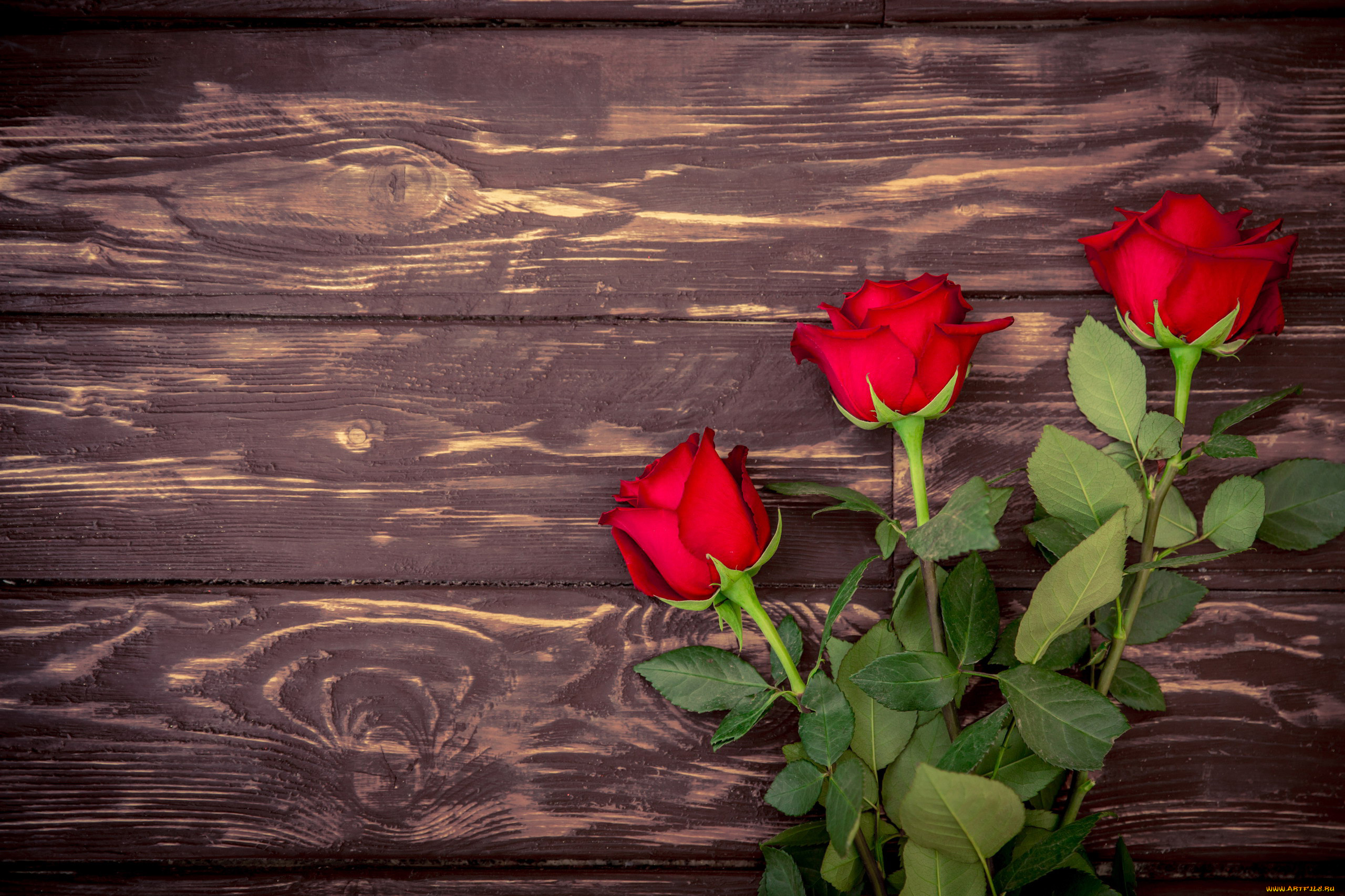 цветы, розы, трио