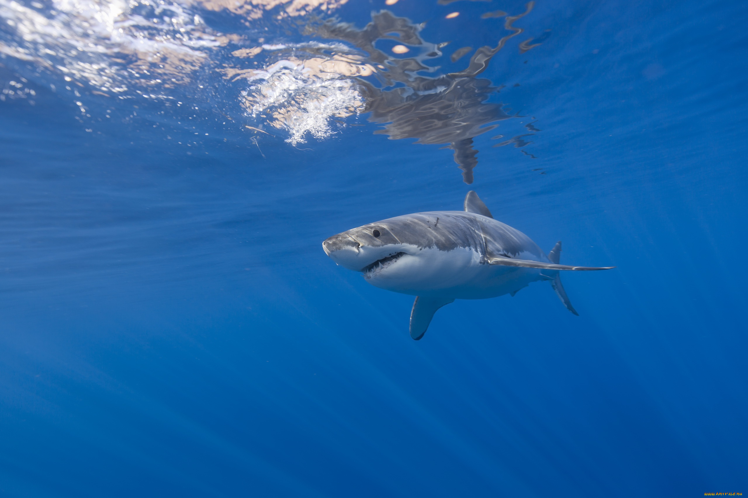 животные, акулы, акула