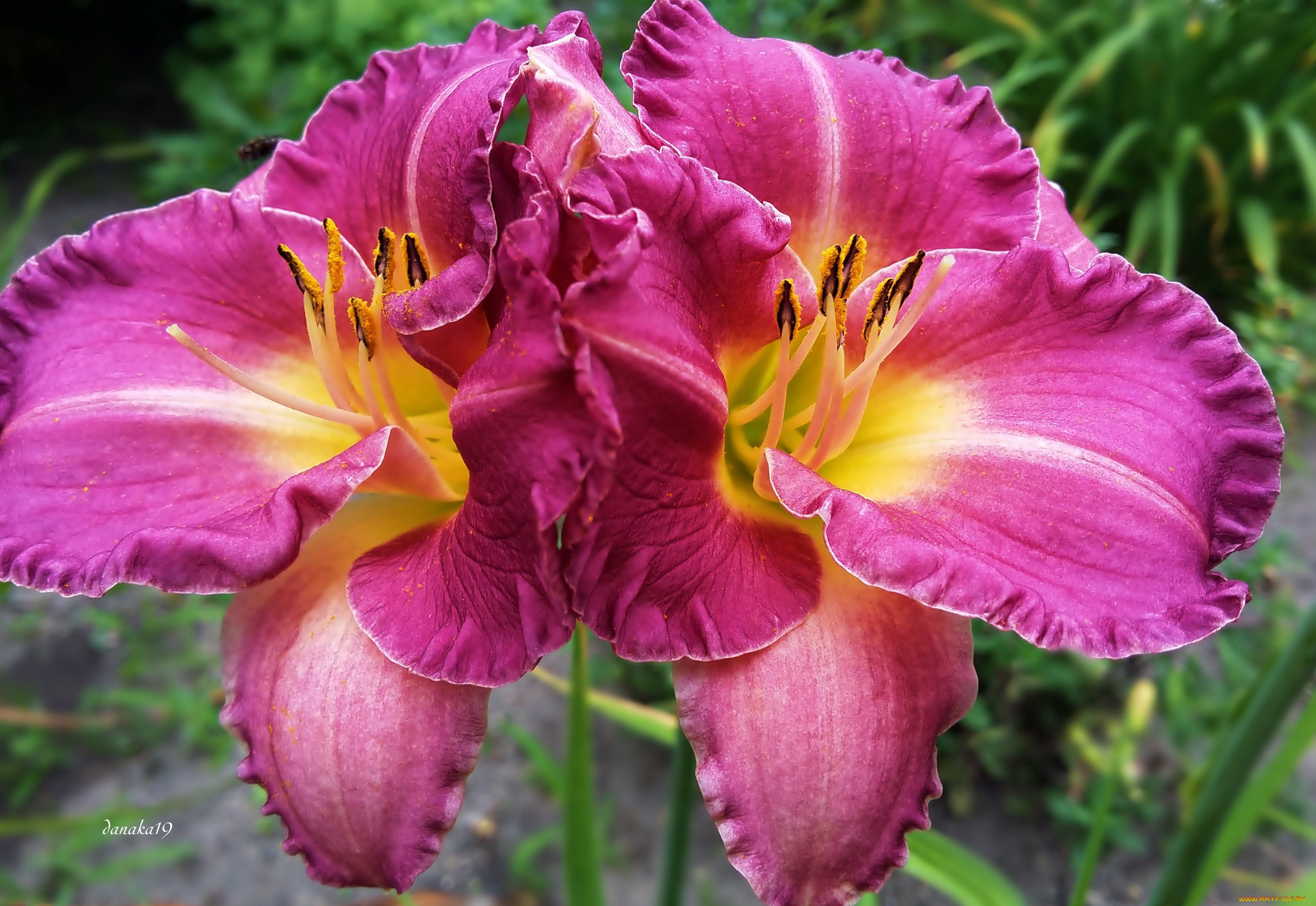 цветы, лилии, , лилейники, дуэт, макро