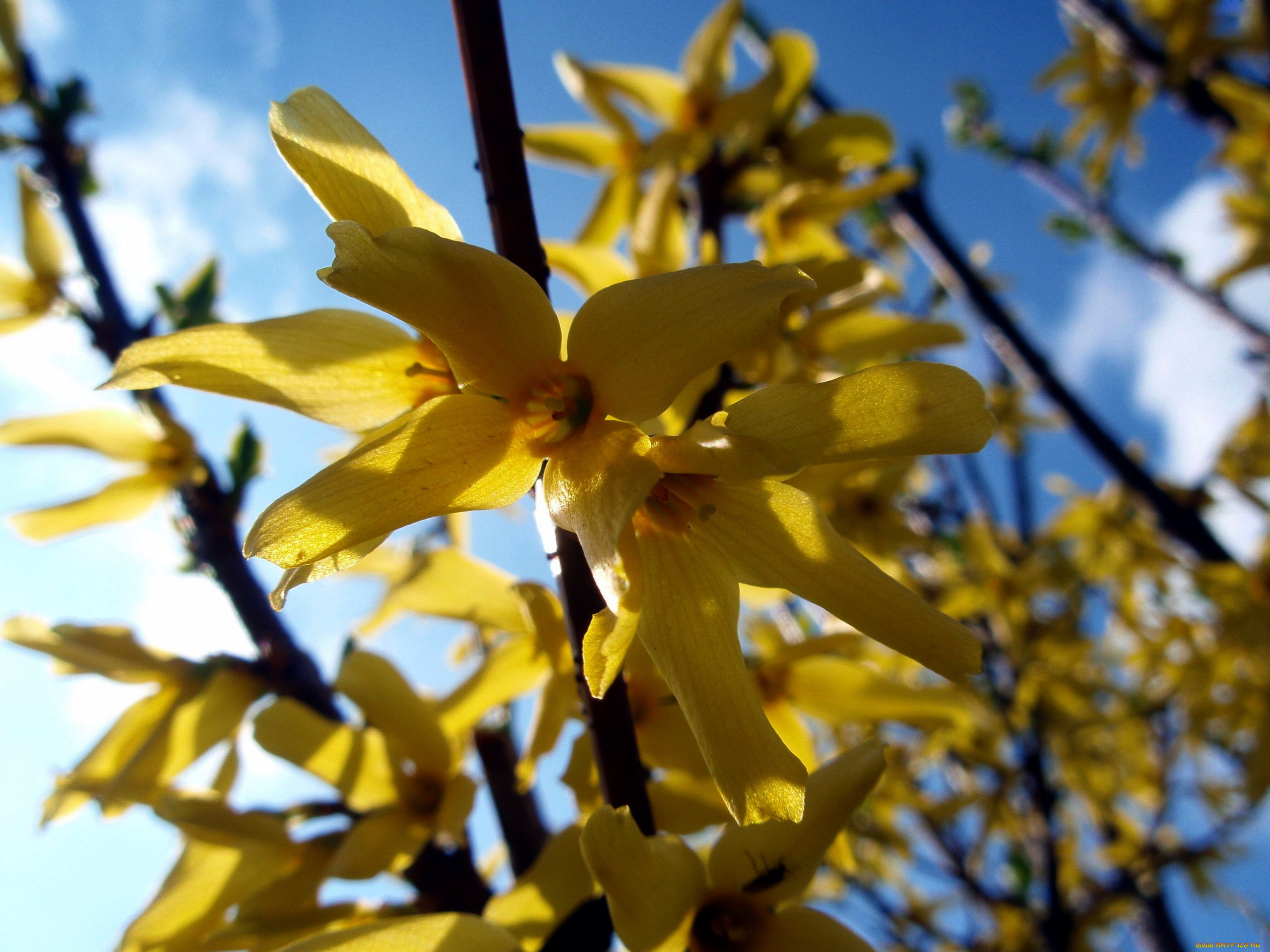 цветы, цветущие, деревья, , , кустарники, желтвй