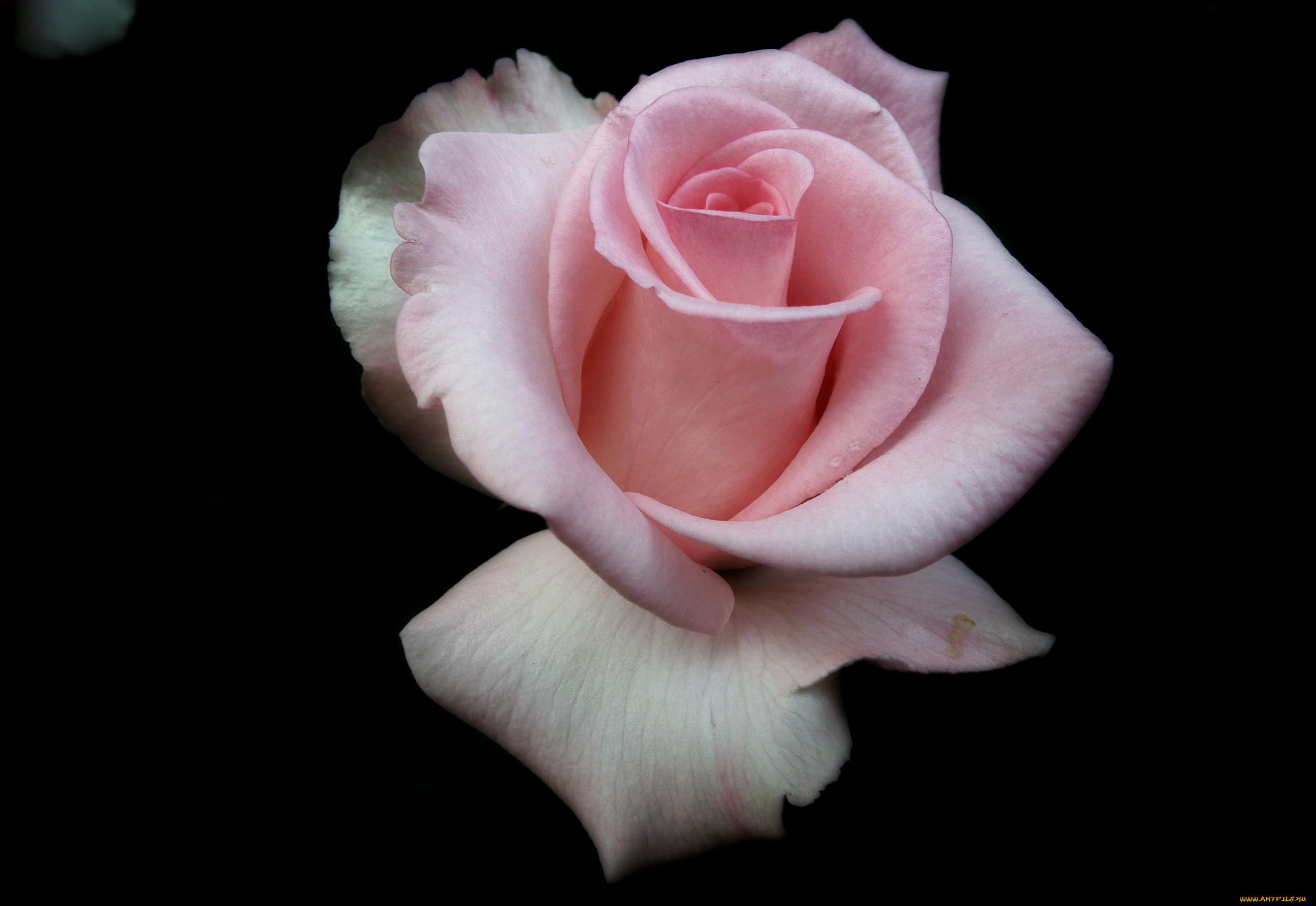 цветы, розы, бутон, розовый