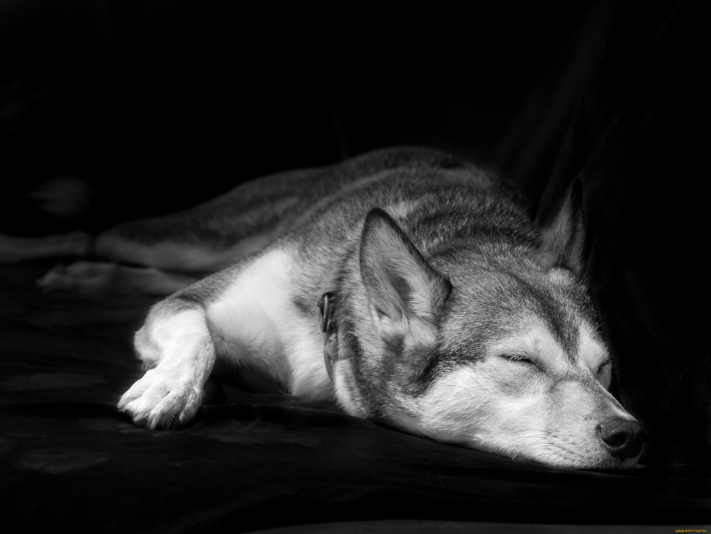 животные, собаки, собака, дом, уют