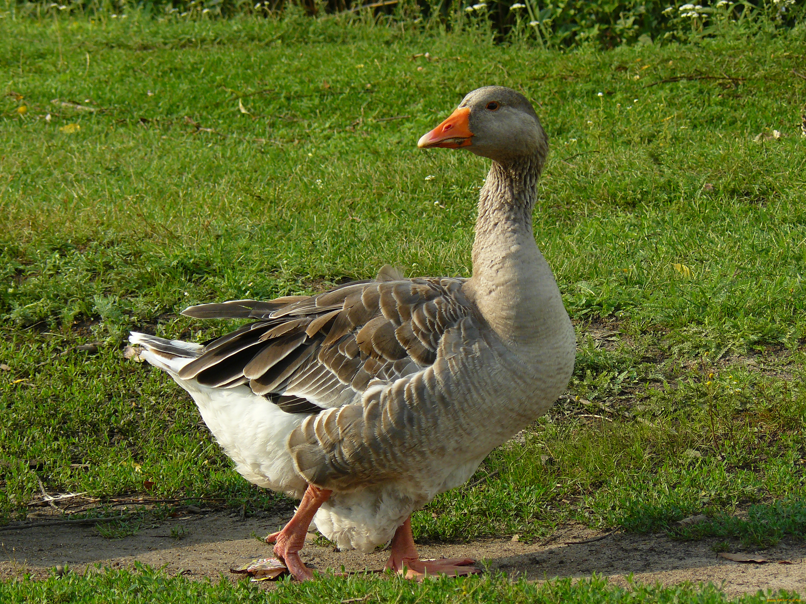 гусь, животные, гуси