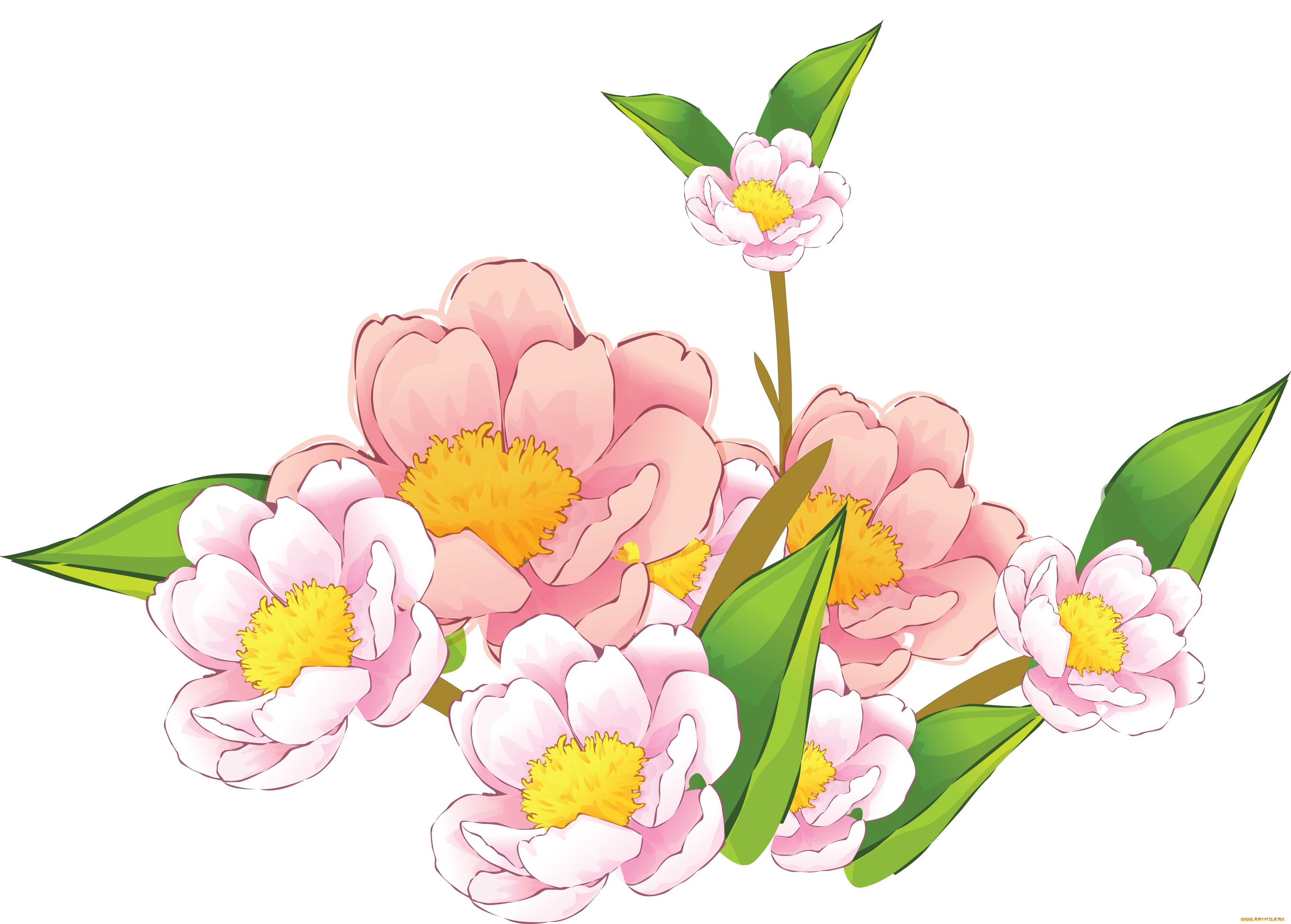 векторная, графика, цветы, , flowers, фон, цветы