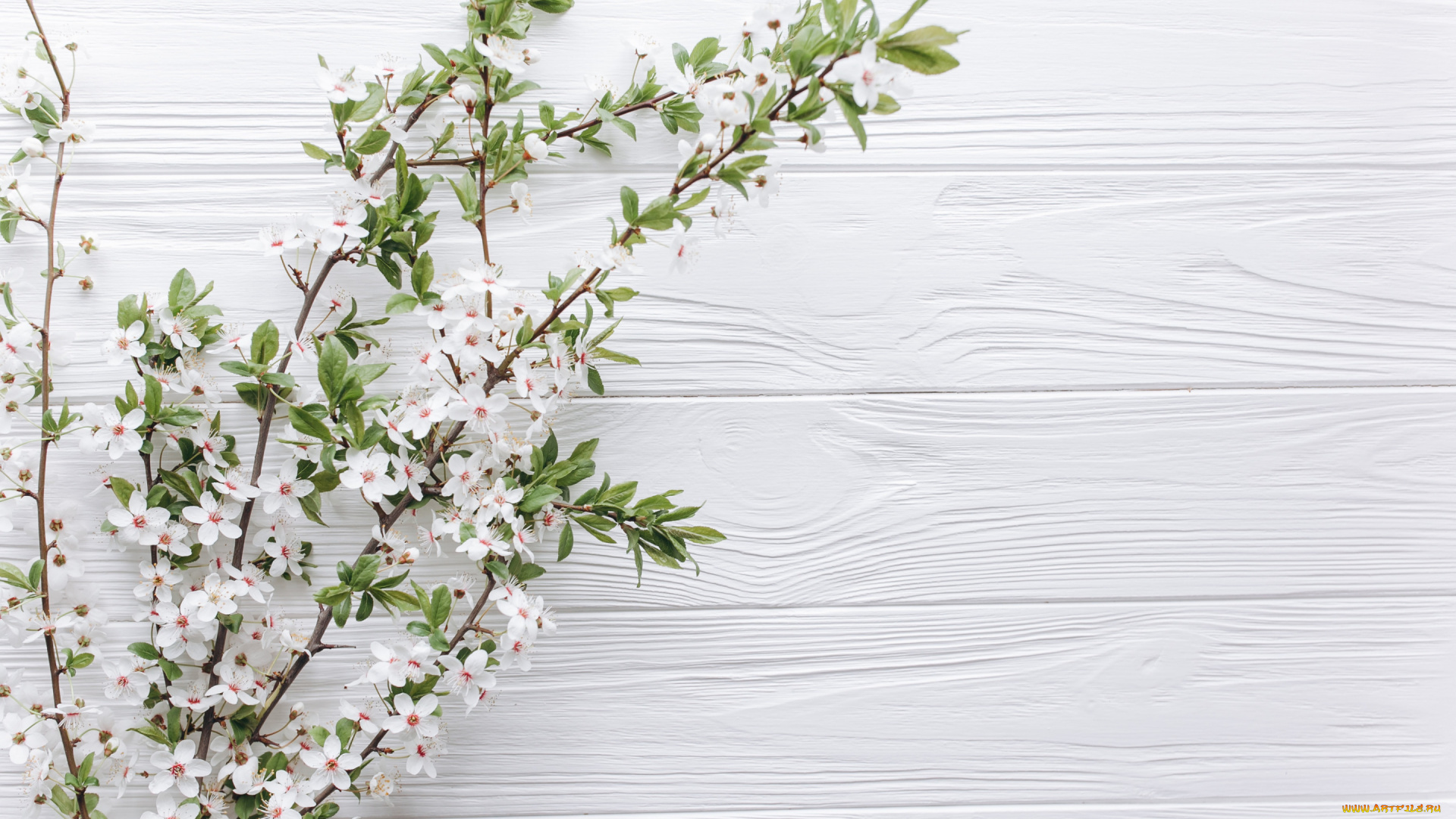 цветы, цветущие, деревья, , , кустарники, ветки