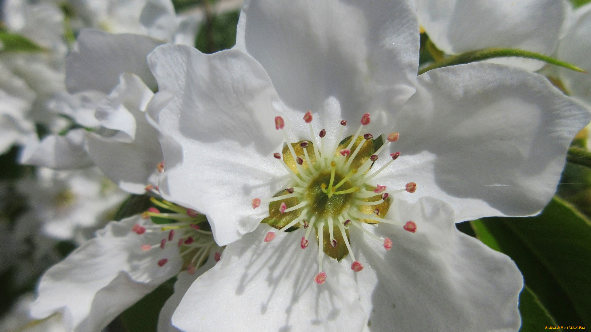 цветы, цветущие, деревья, , , кустарники, весна, 2018