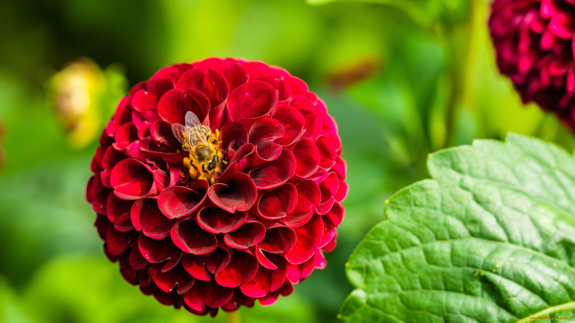 цветы, георгины, макро