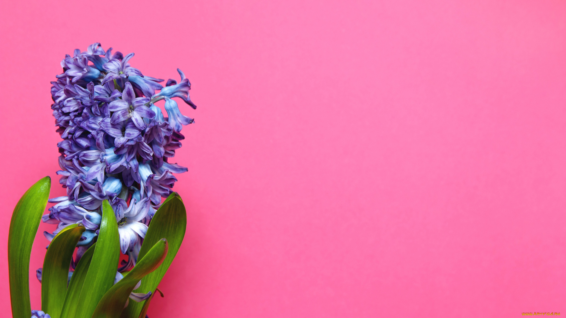 цветы, гиацинты, синий
