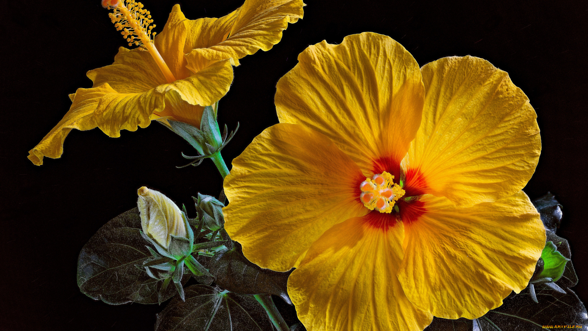 цветы, гибискусы