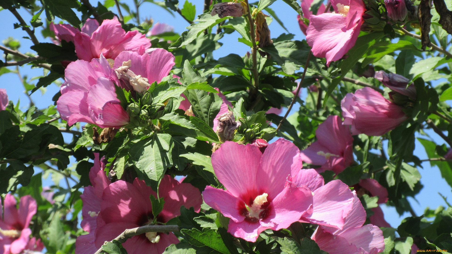 цветы, гибискусы, лето, 2018