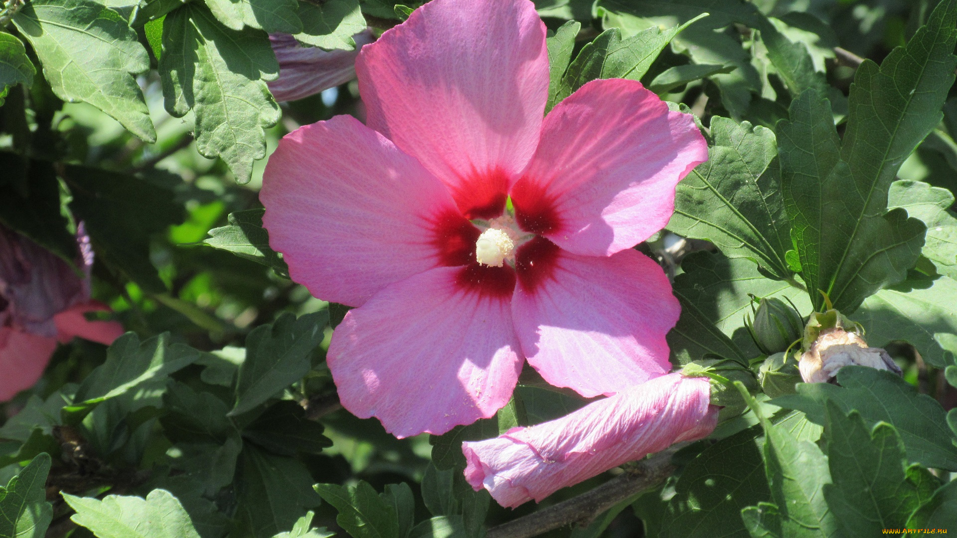 цветы, гибискусы, лето, 2018