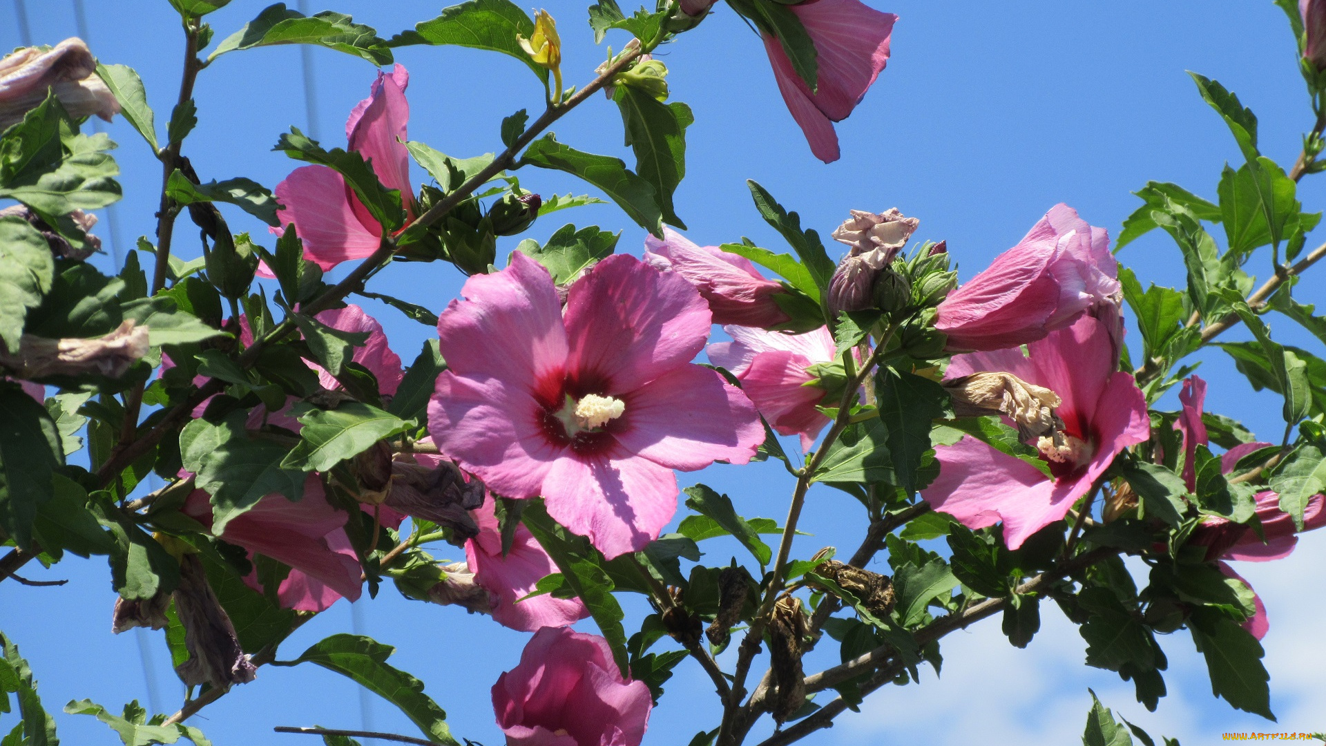 цветы, гибискусы, лето, 2018