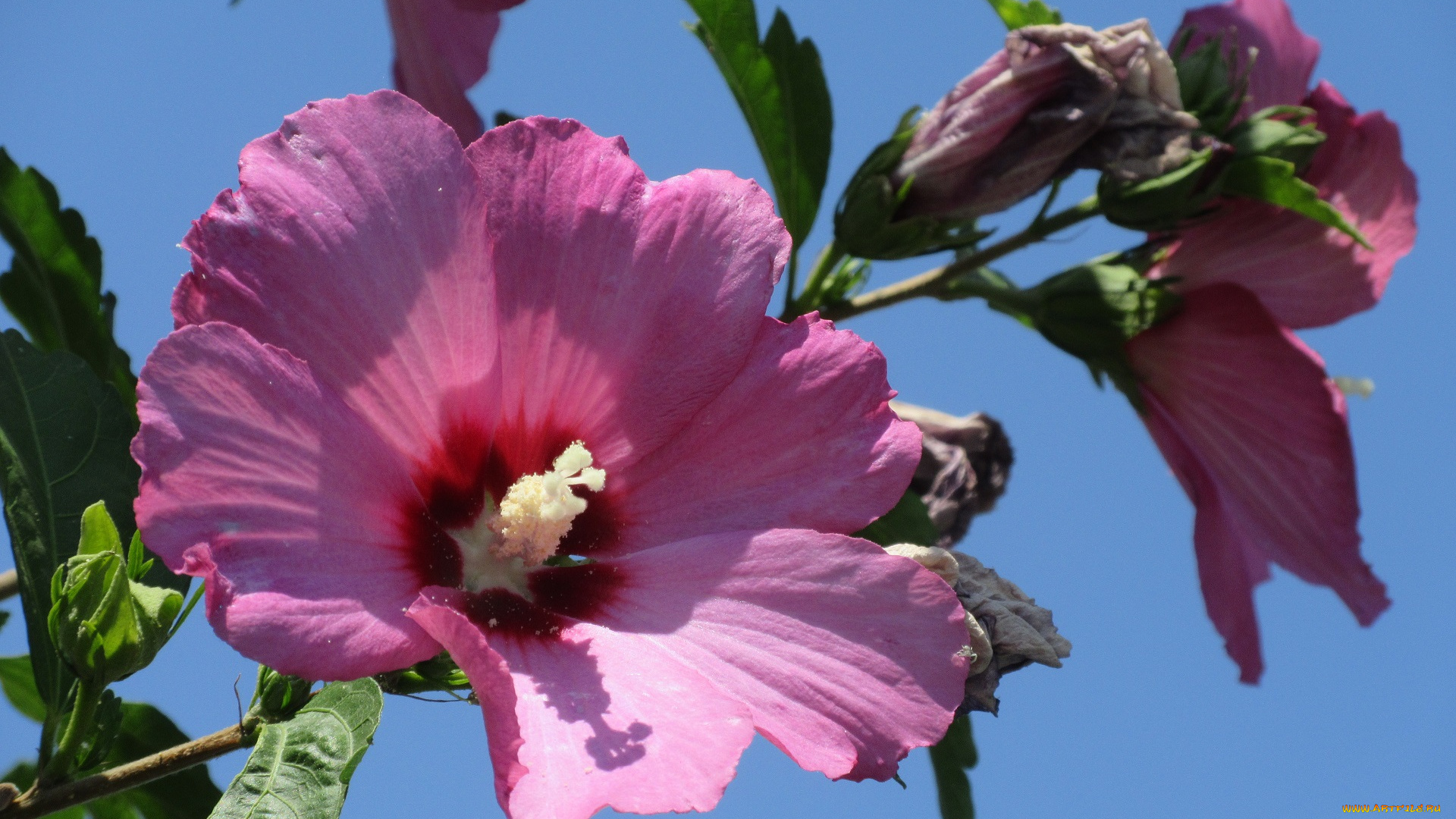 цветы, гибискусы, лето, 2018