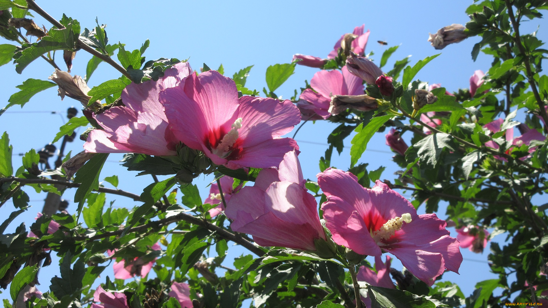 цветы, гибискусы, лето, 2018