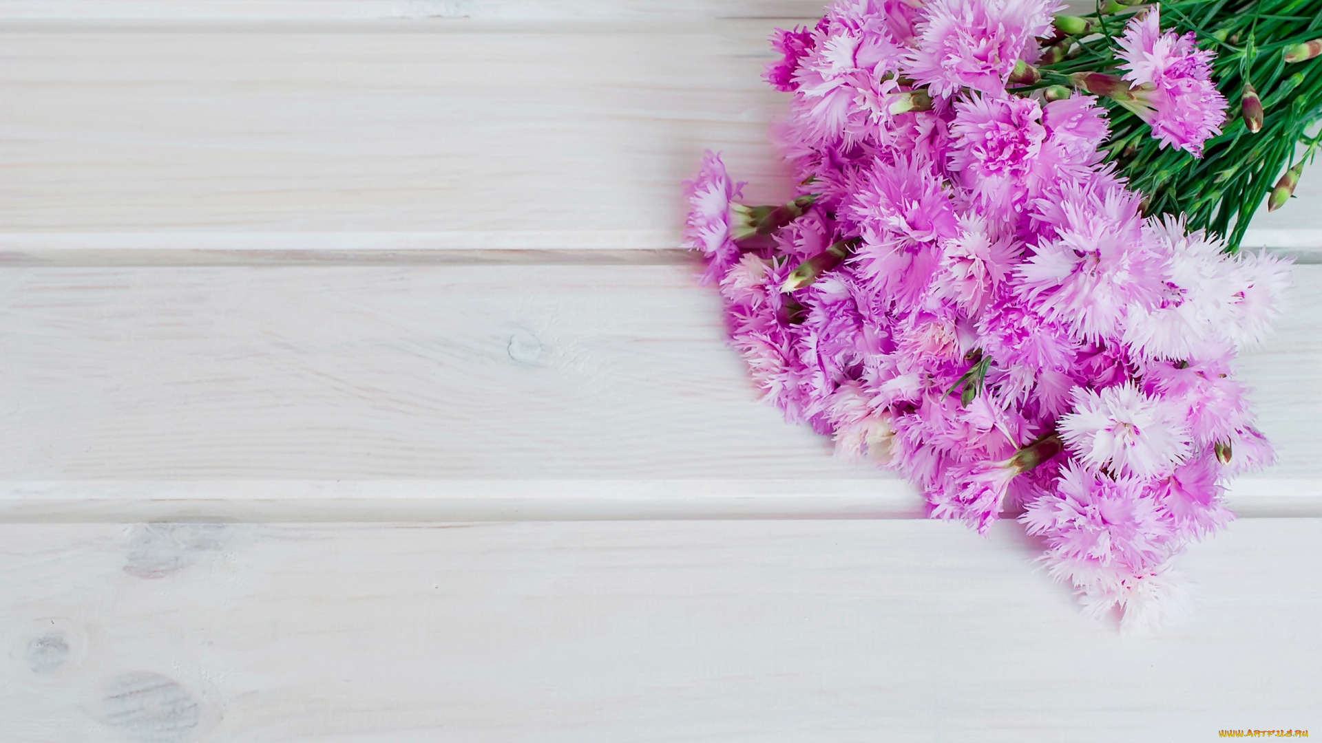 цветы, гвоздики, шабо