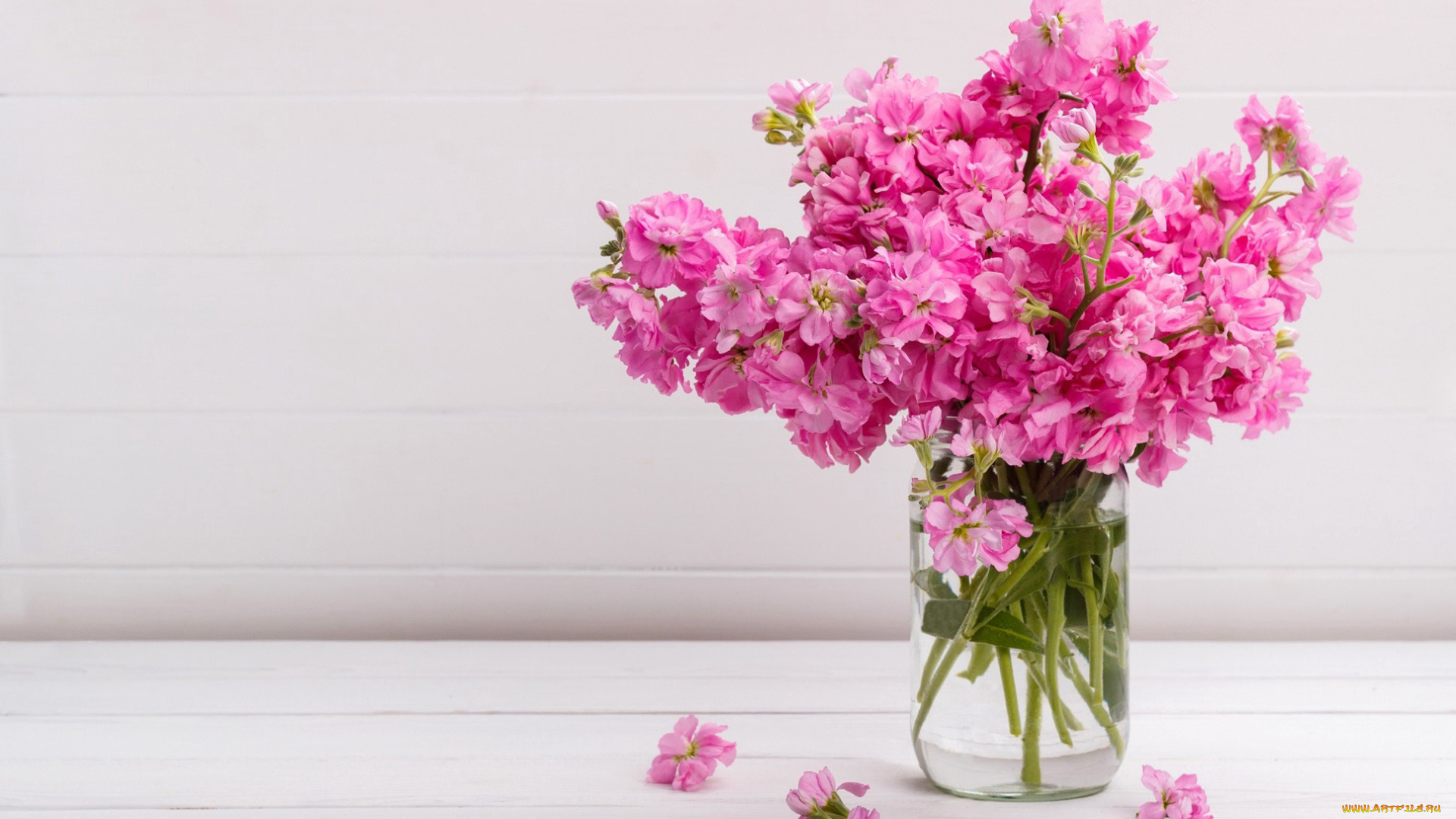 цветы, левкой, , матиола, букет