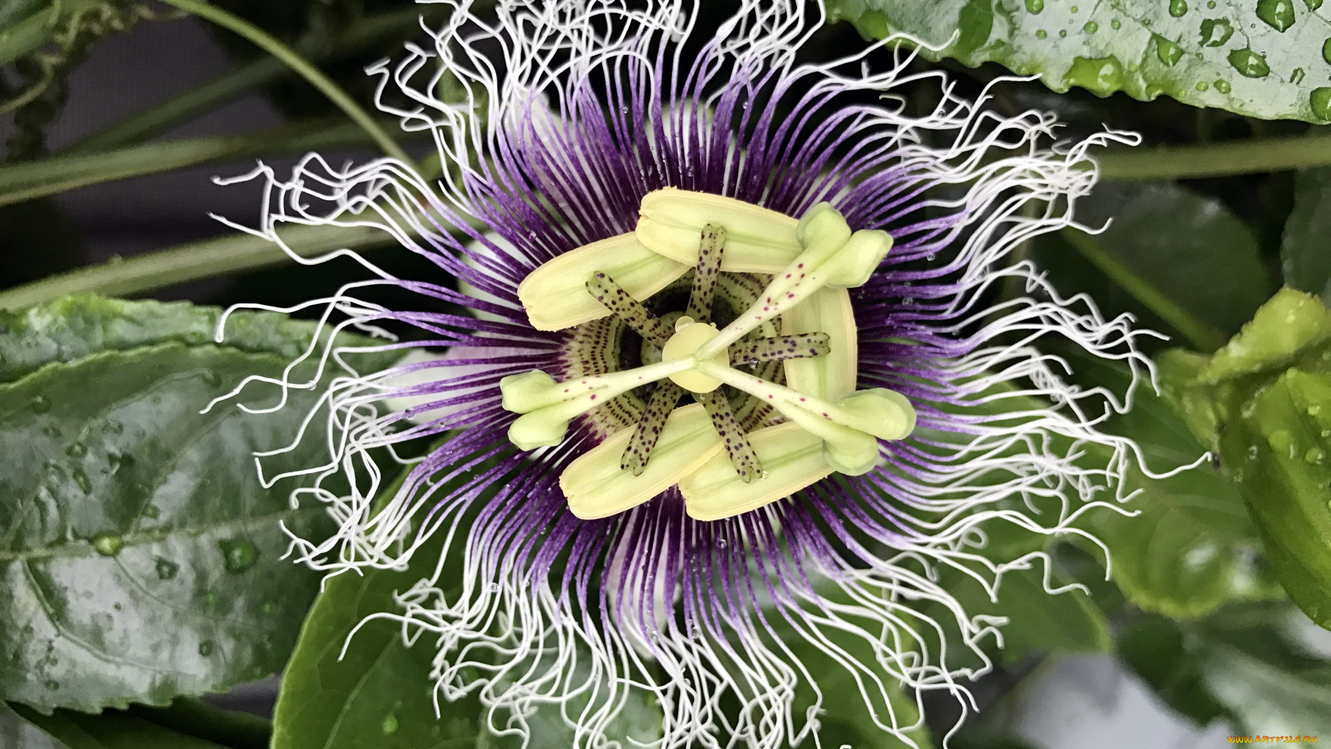цветы, пассифлора, страстоцвет
