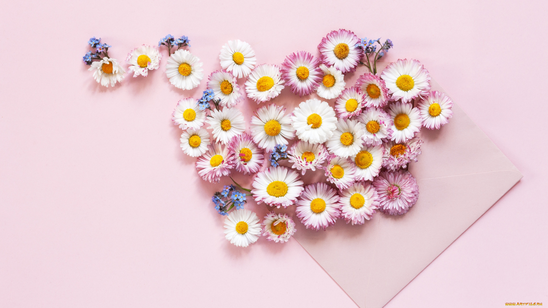 цветы, ромашки