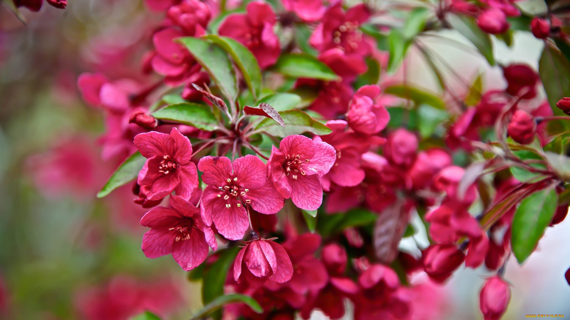 цветы, сакура, , вишня, розовый