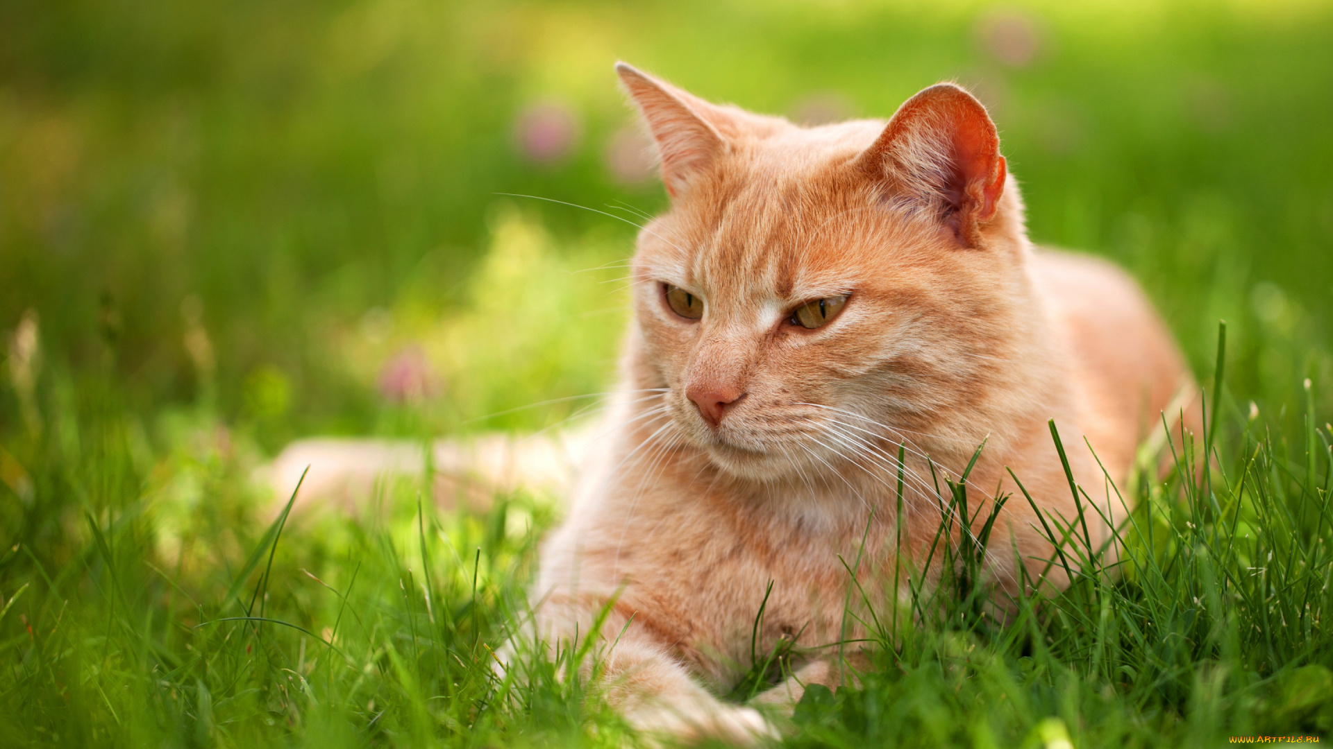 животные, коты, рыжий