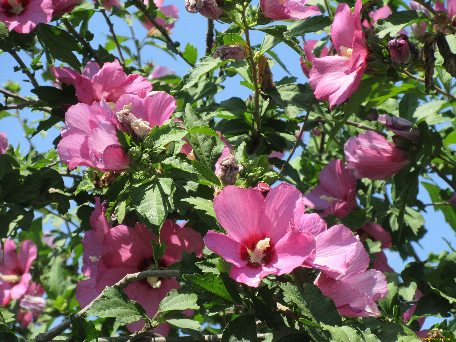 цветы, гибискусы, лето, 2018