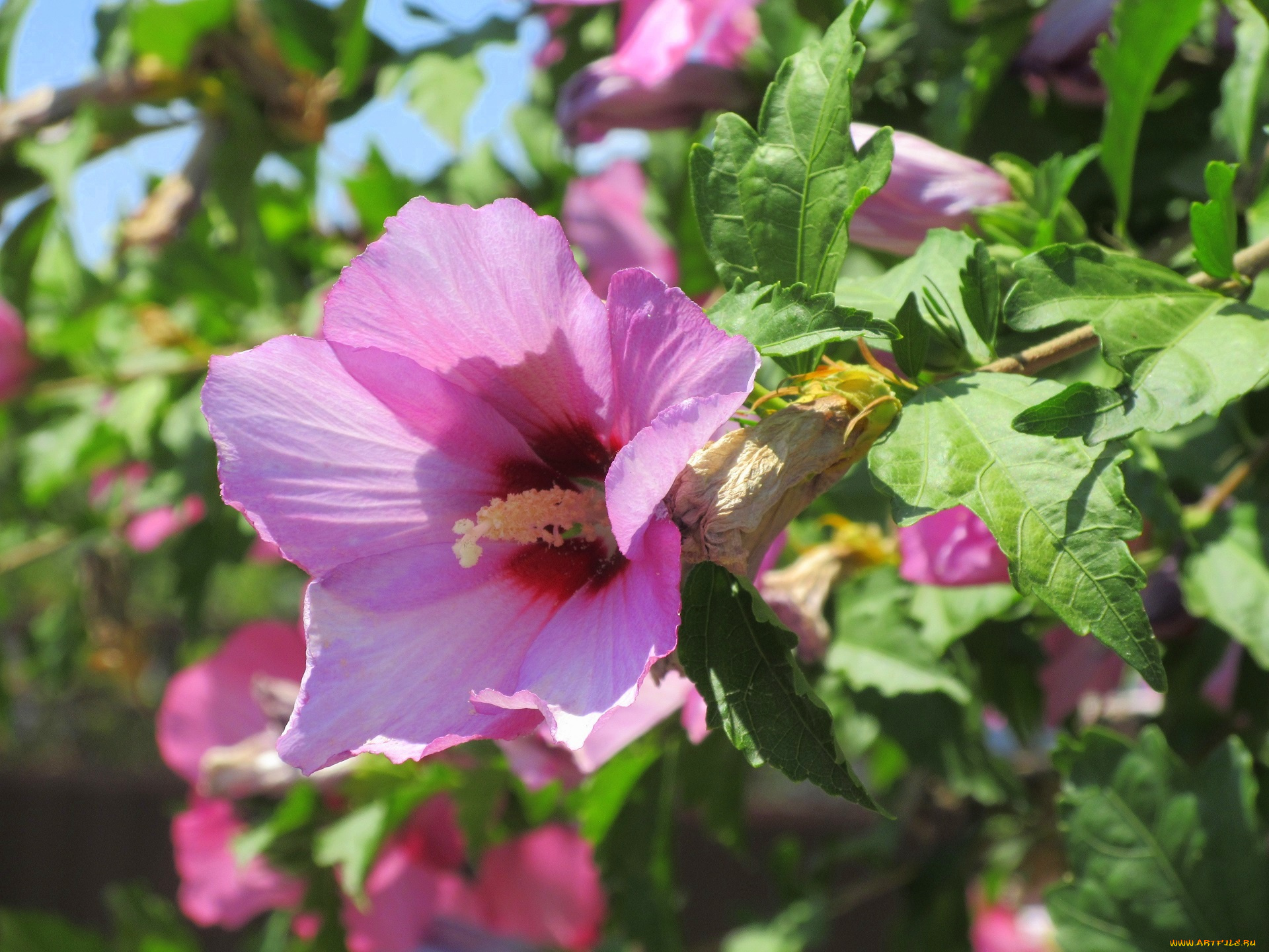 цветы, гибискусы, лето, 2018