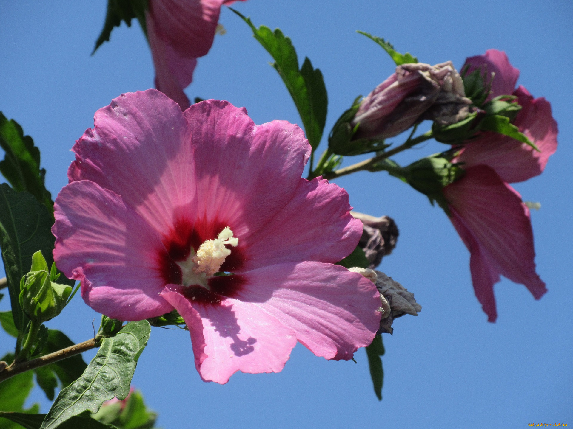 цветы, гибискусы, лето, 2018