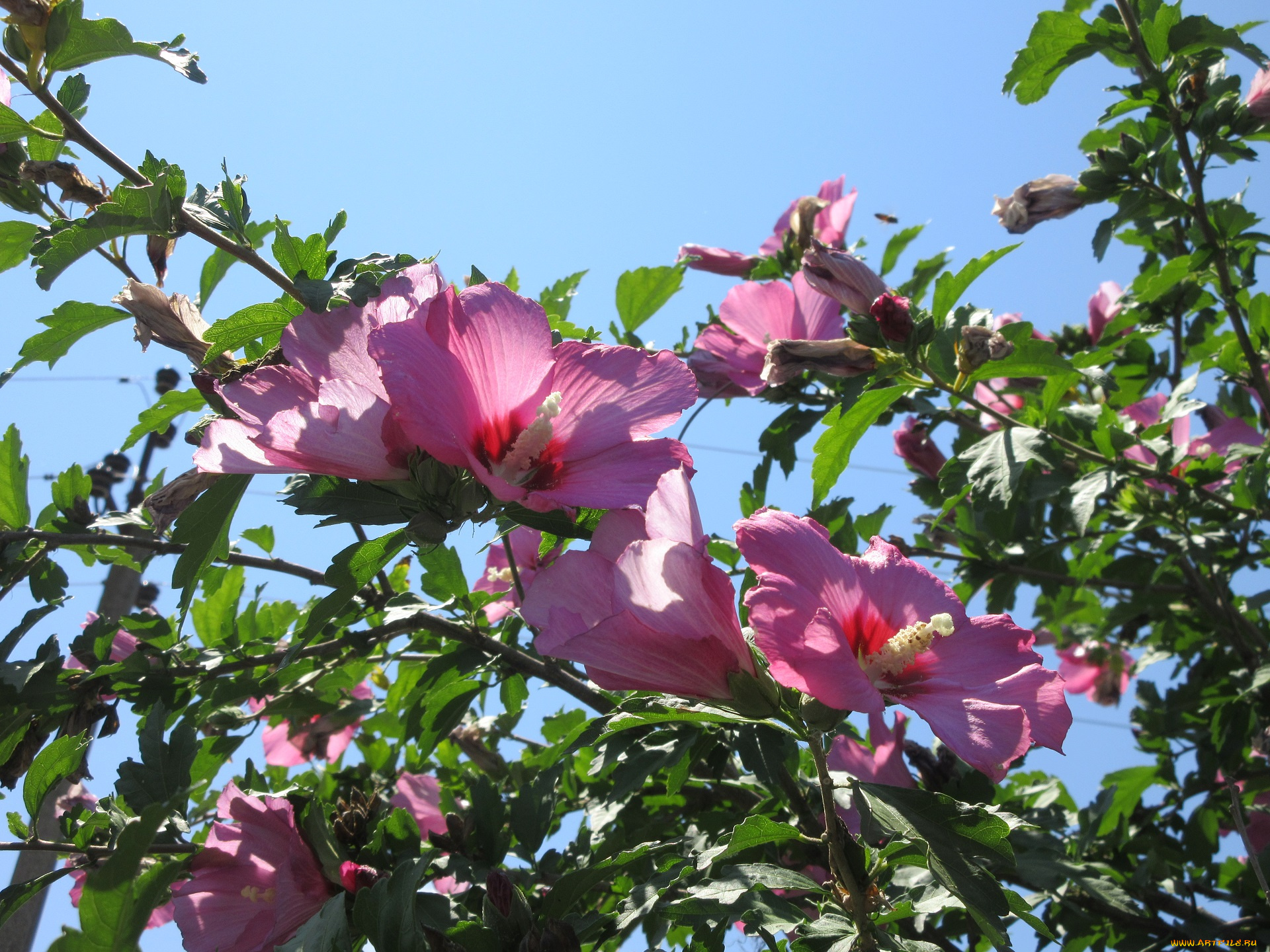 цветы, гибискусы, лето, 2018