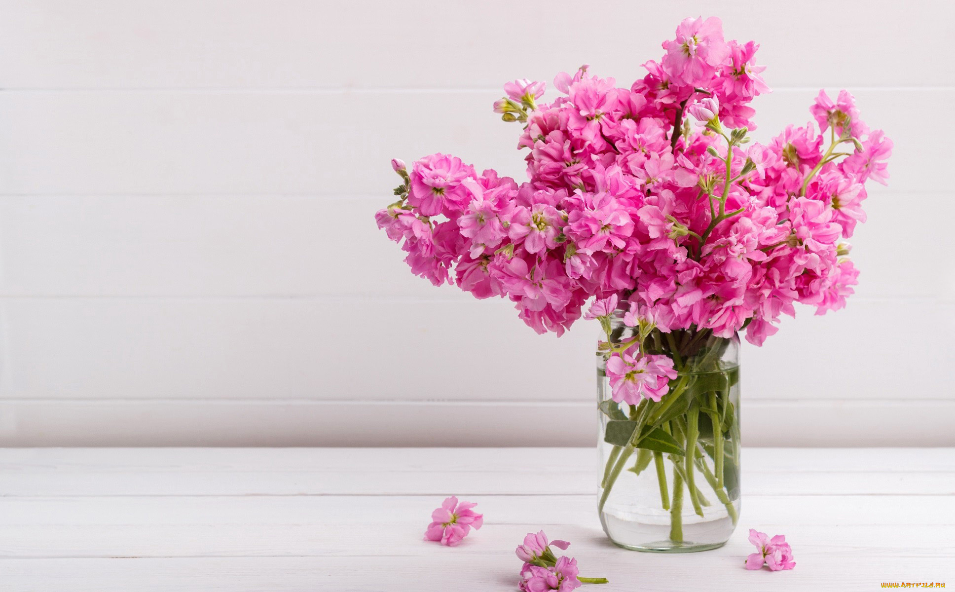 цветы, левкой, , матиола, букет