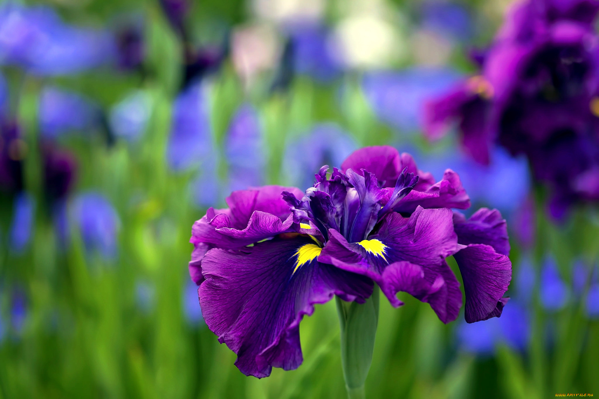 цветы, ирисы, лиловый