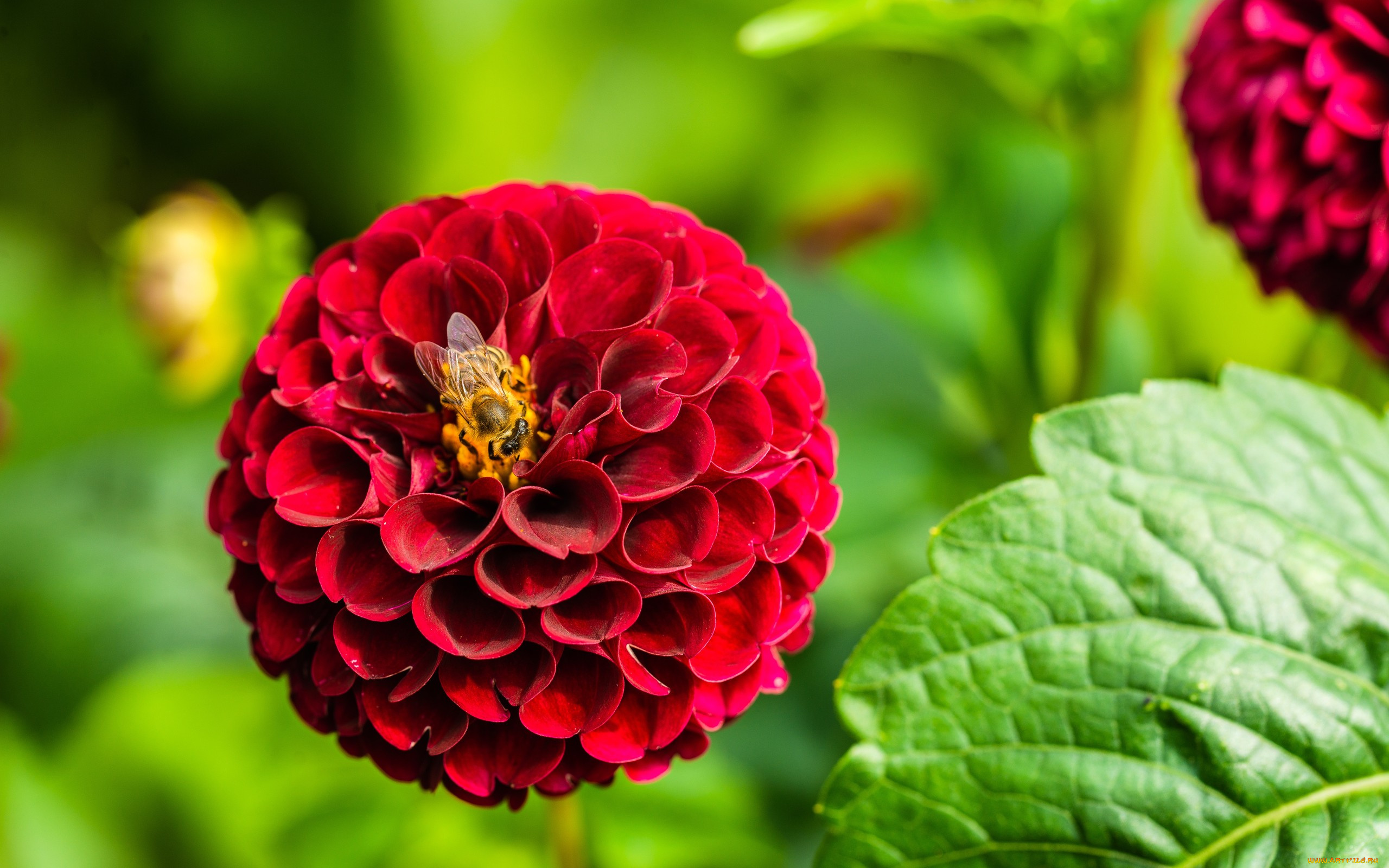 цветы, георгины, макро