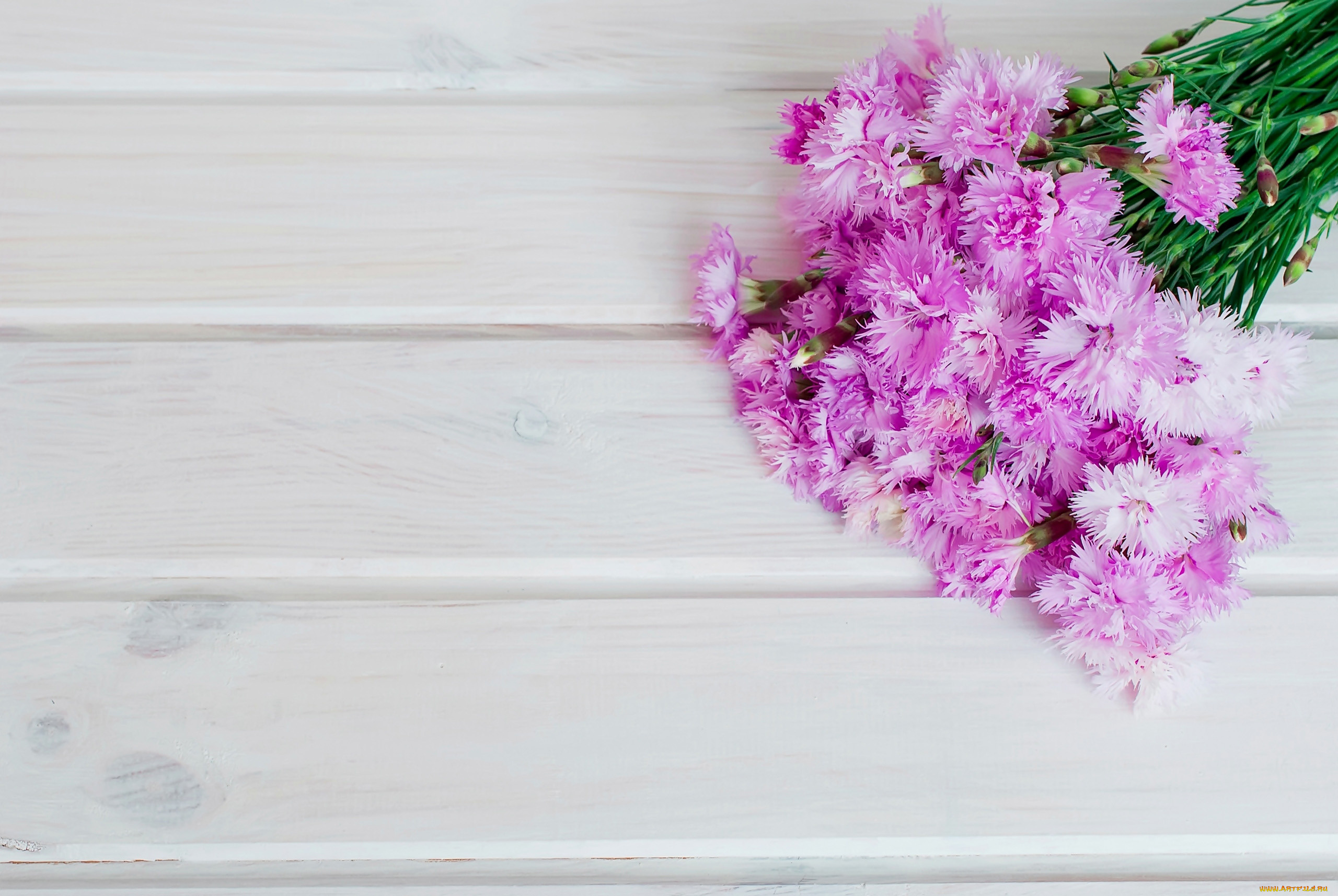 цветы, гвоздики, шабо