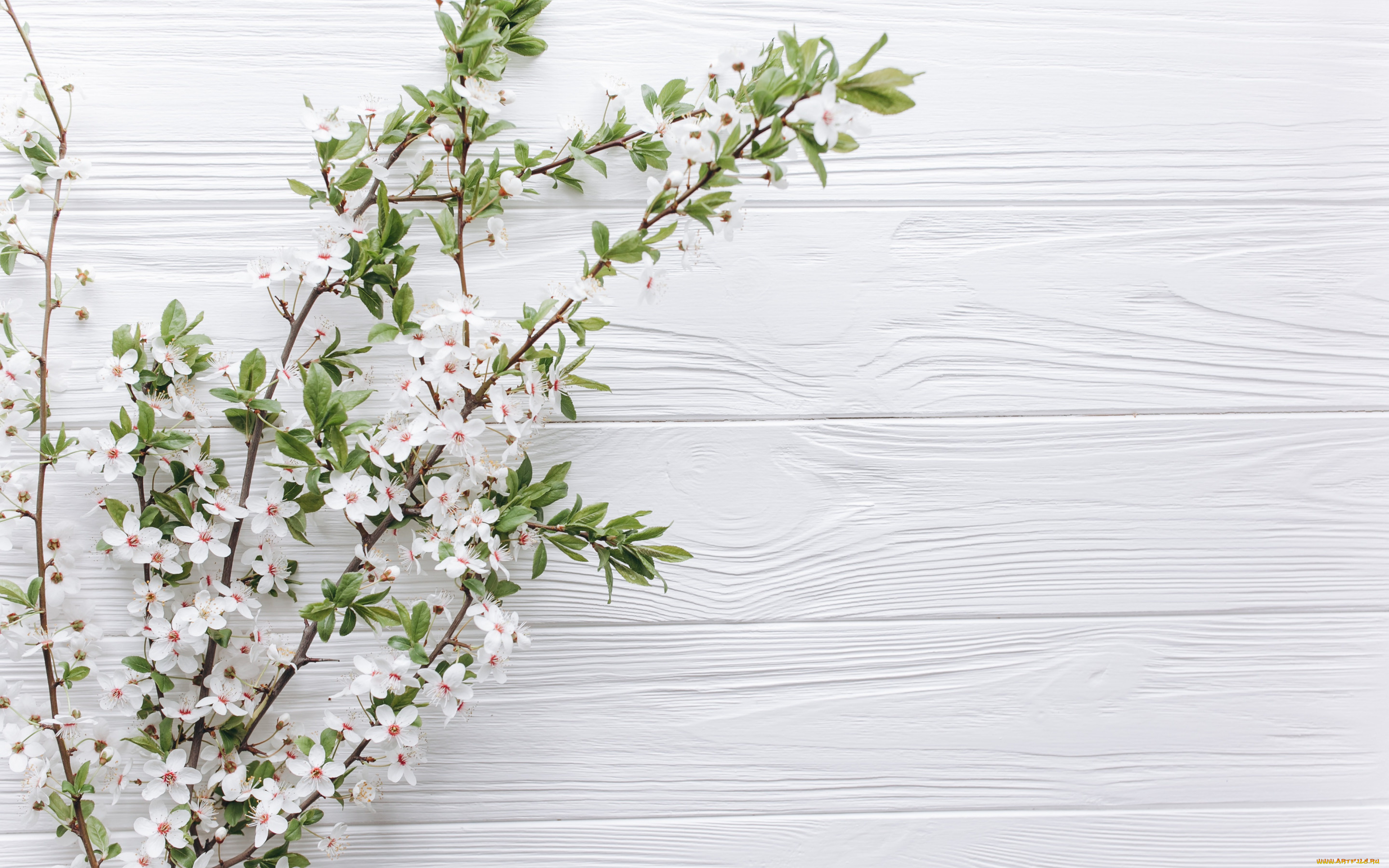 цветы, цветущие, деревья, , , кустарники, ветки