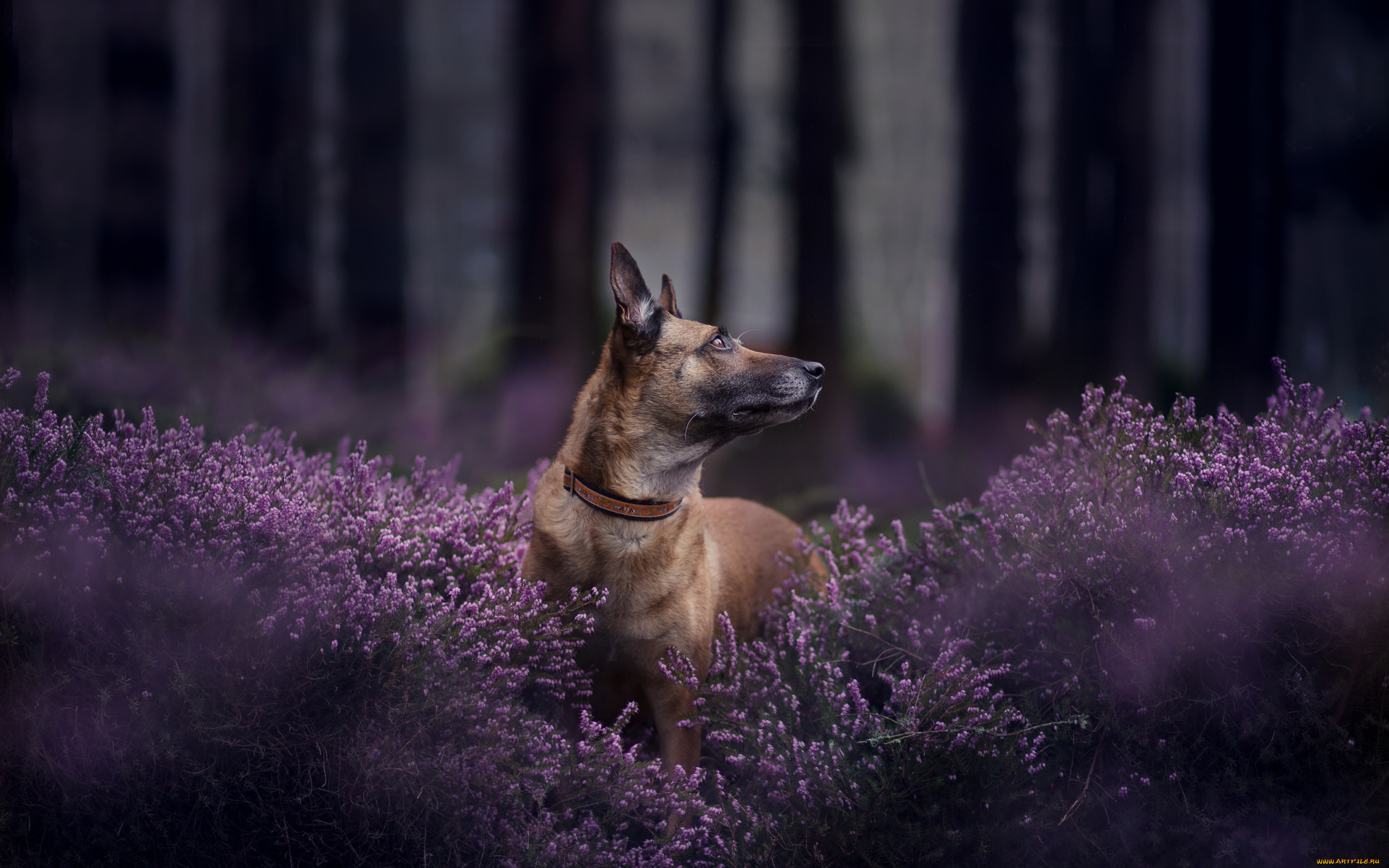 животные, собаки, бельгийская, овчарка, малинуа