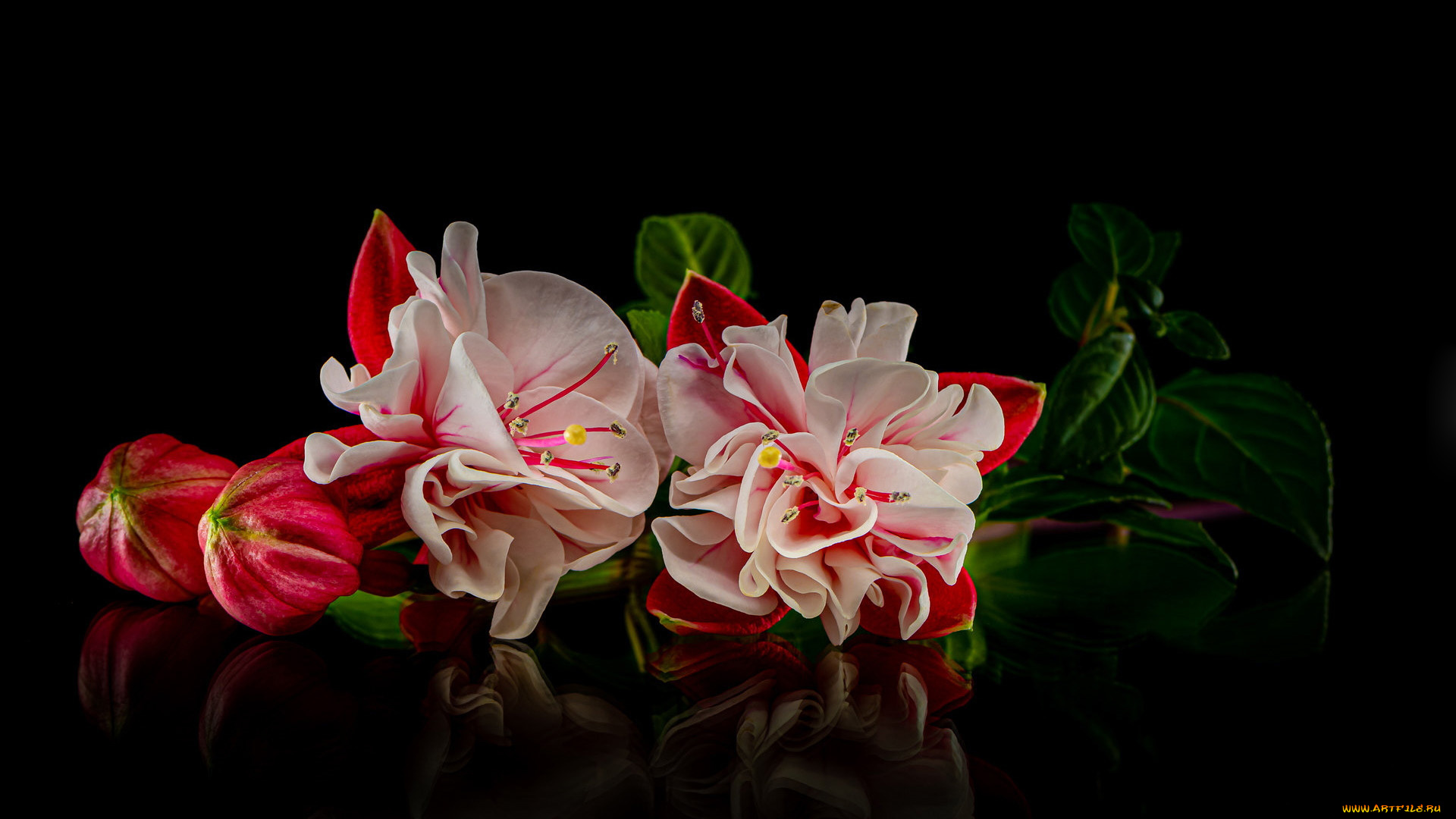 цветы, фуксия