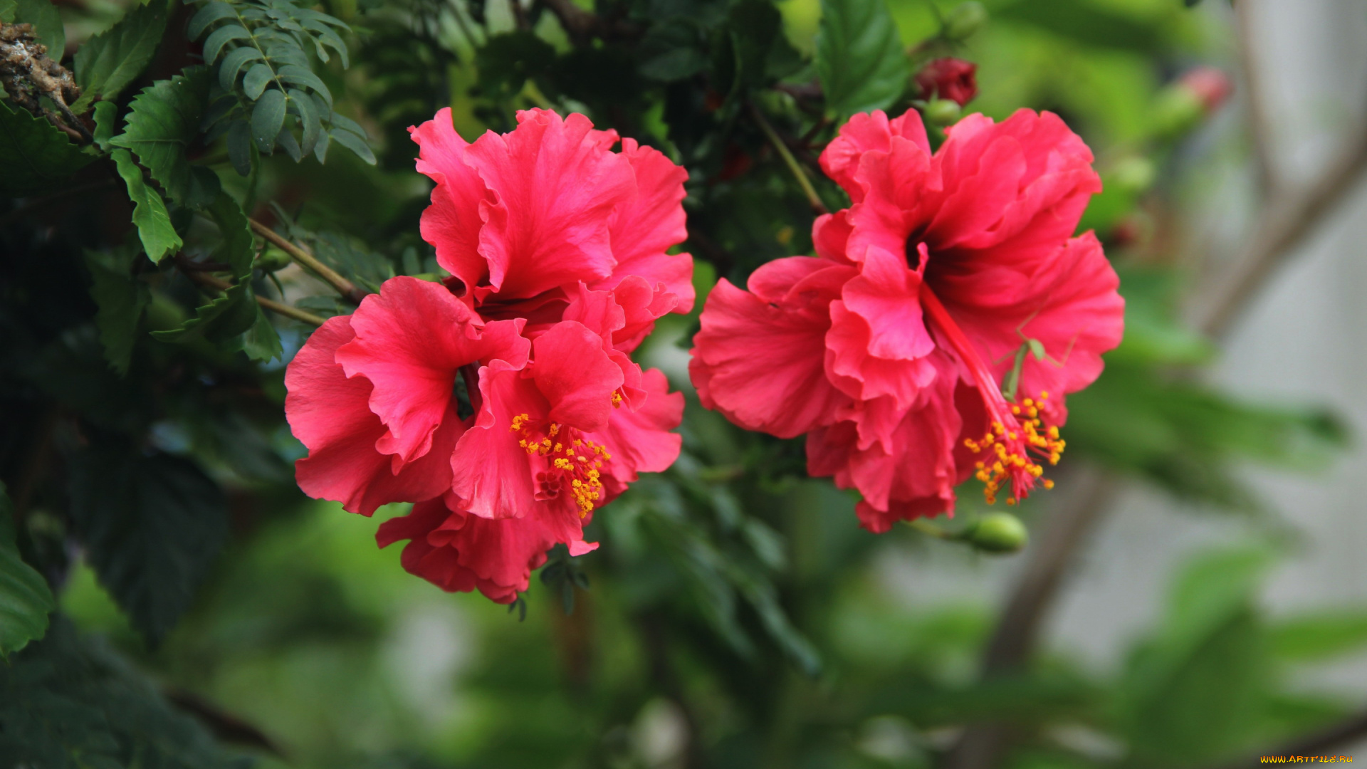 цветы, гибискусы, розовый