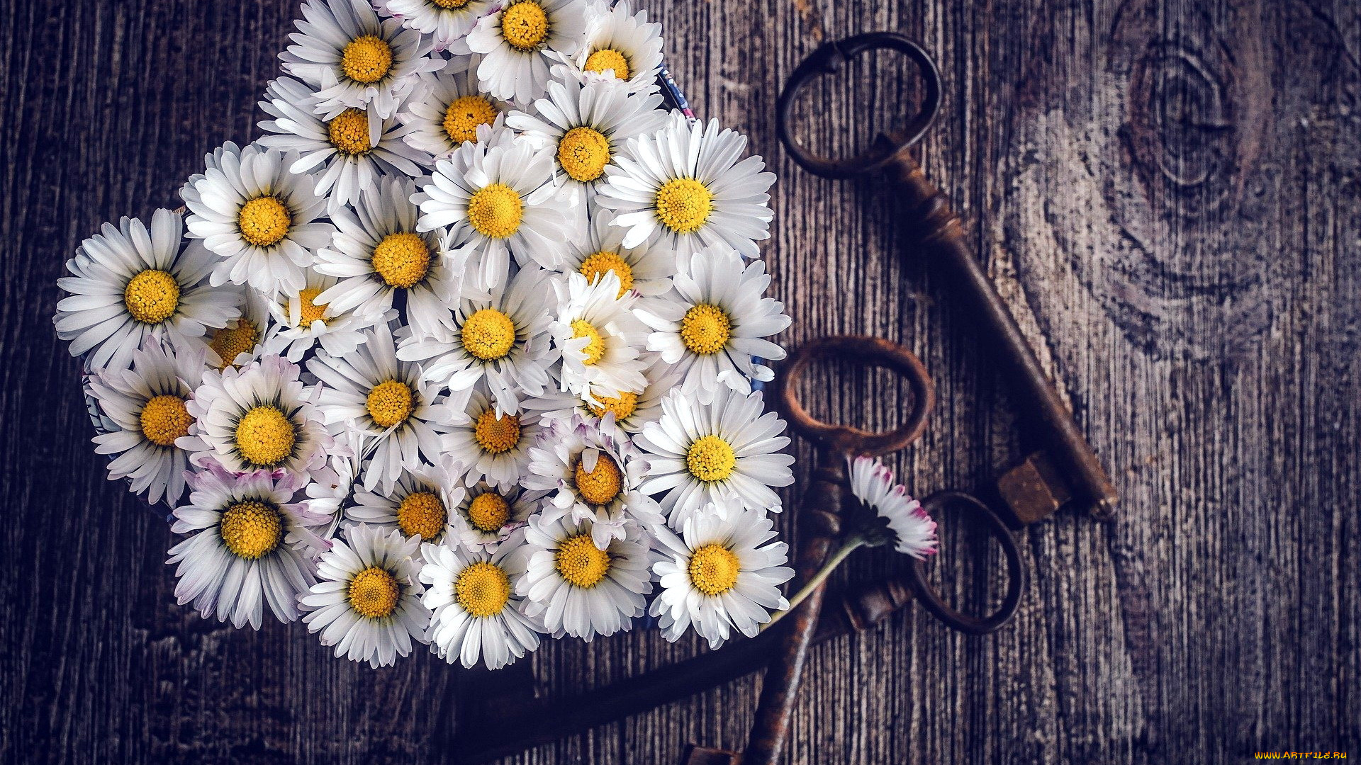 цветы, ромашки, ключи