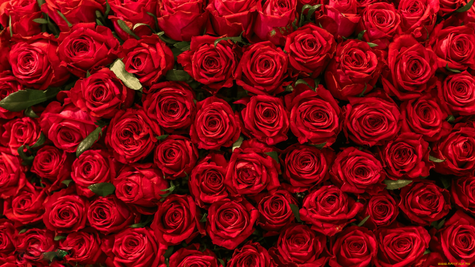 цветы, розы, алый, бутоны, много