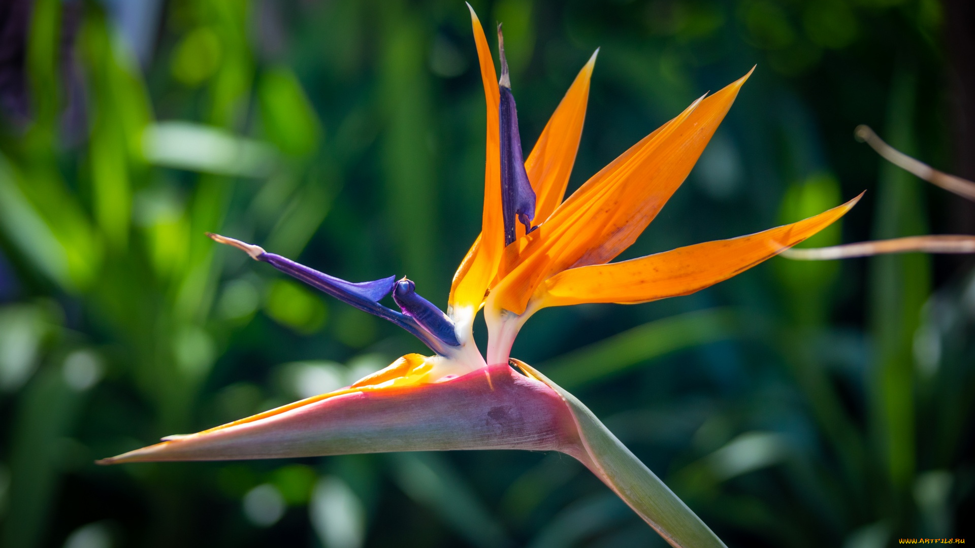 цветы, стрелиция, , райская, птица, экзотический, цветок