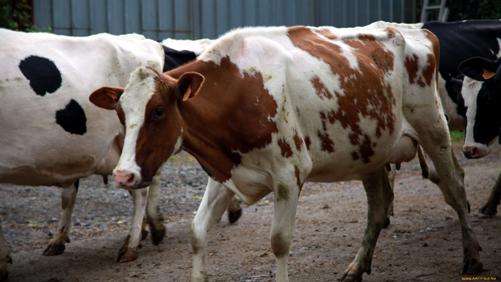 животные, коровы, , буйволы, стадо