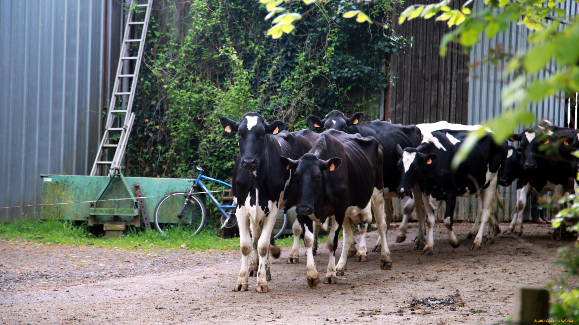 животные, коровы, , буйволы, стадо