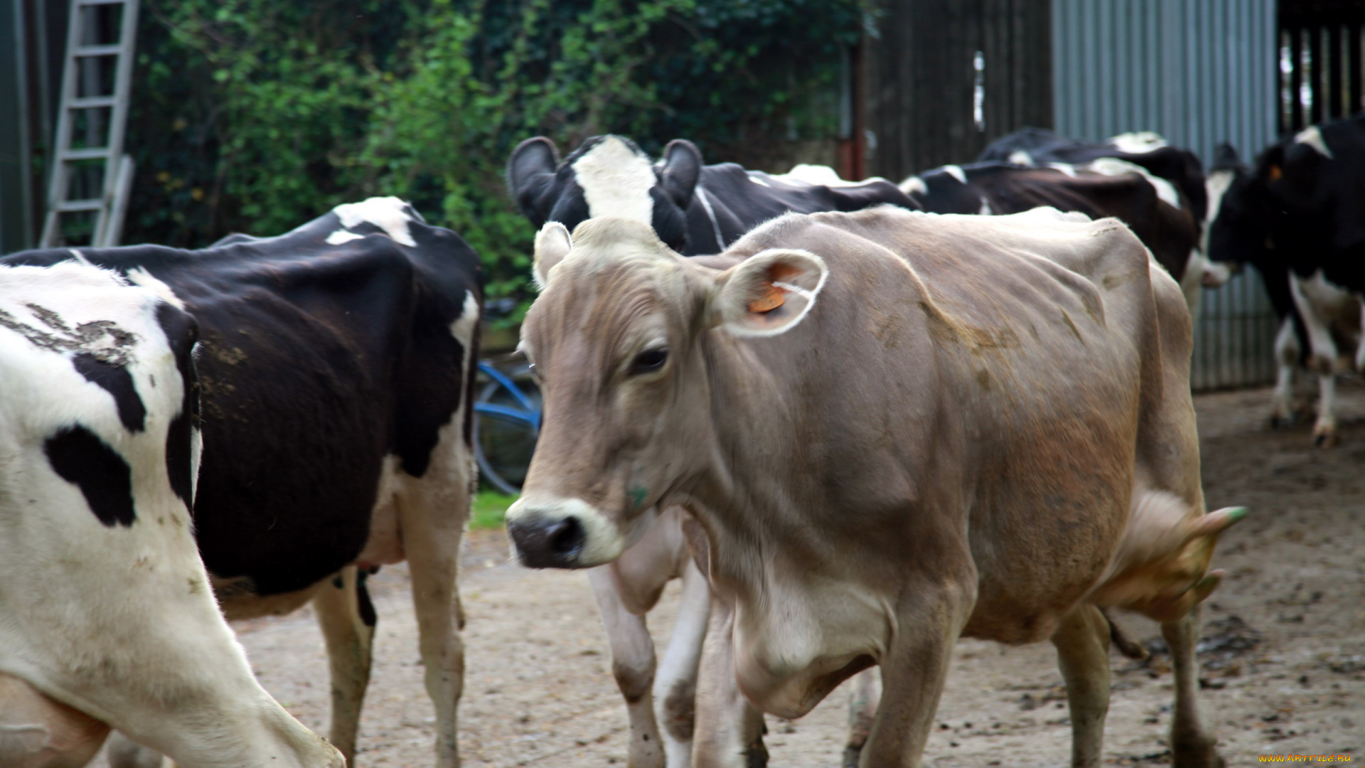 животные, коровы, , буйволы, стадо