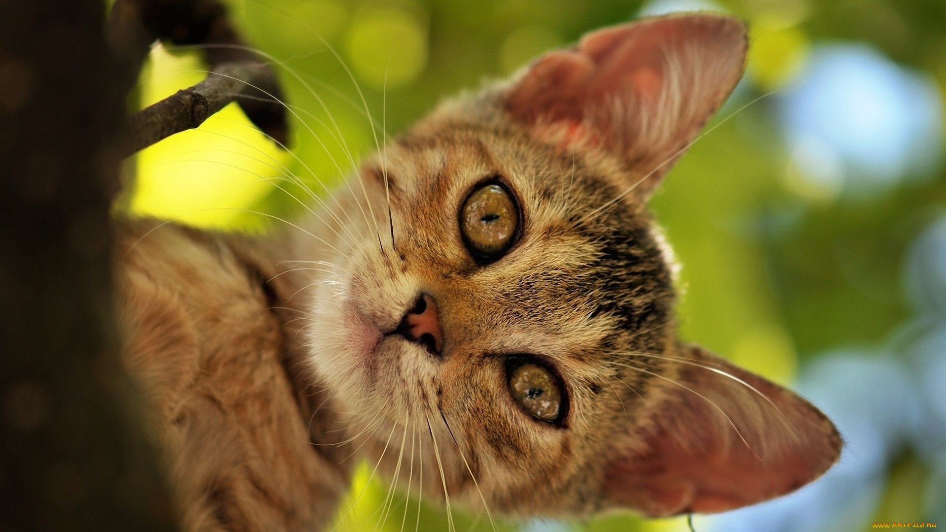 животные, коты, мордочка