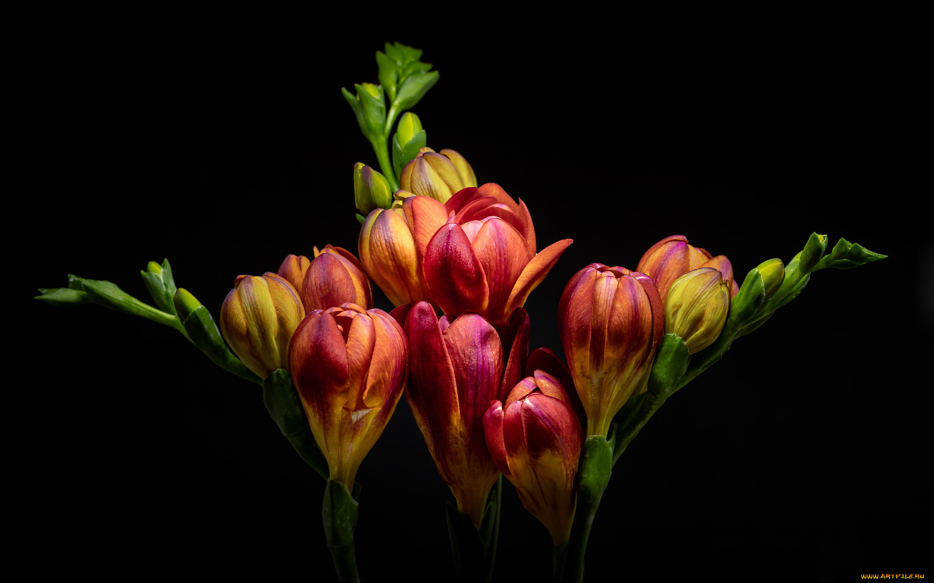 цветы, фрезия, бутоны