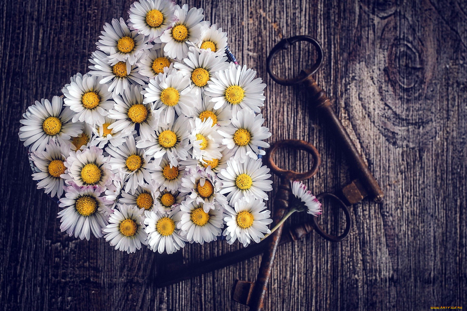цветы, ромашки, ключи