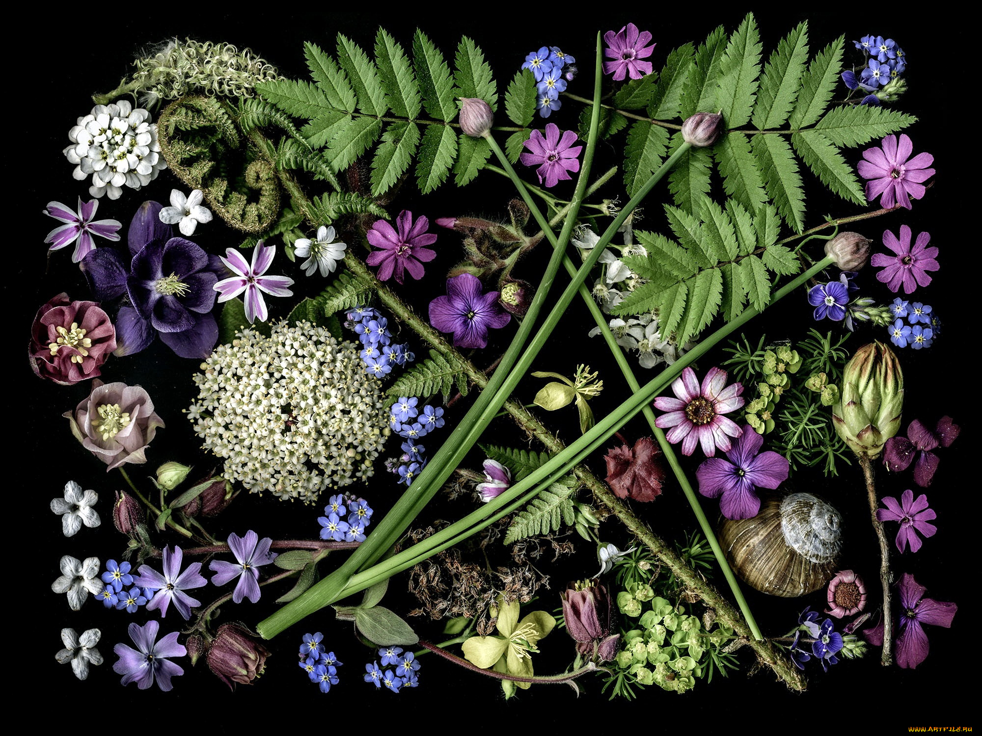 цветы, разные, вместе, композиция