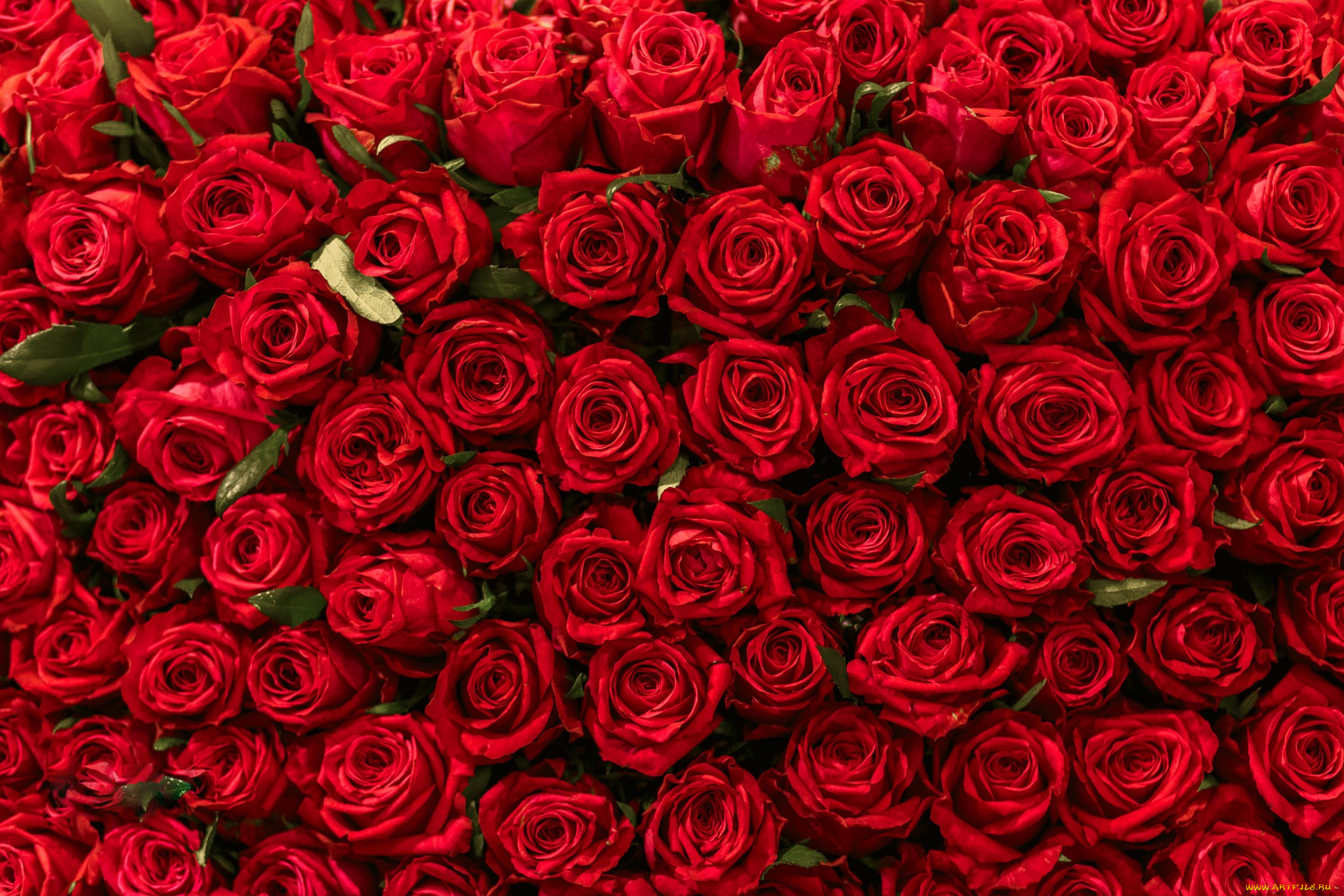 цветы, розы, алый, бутоны, много