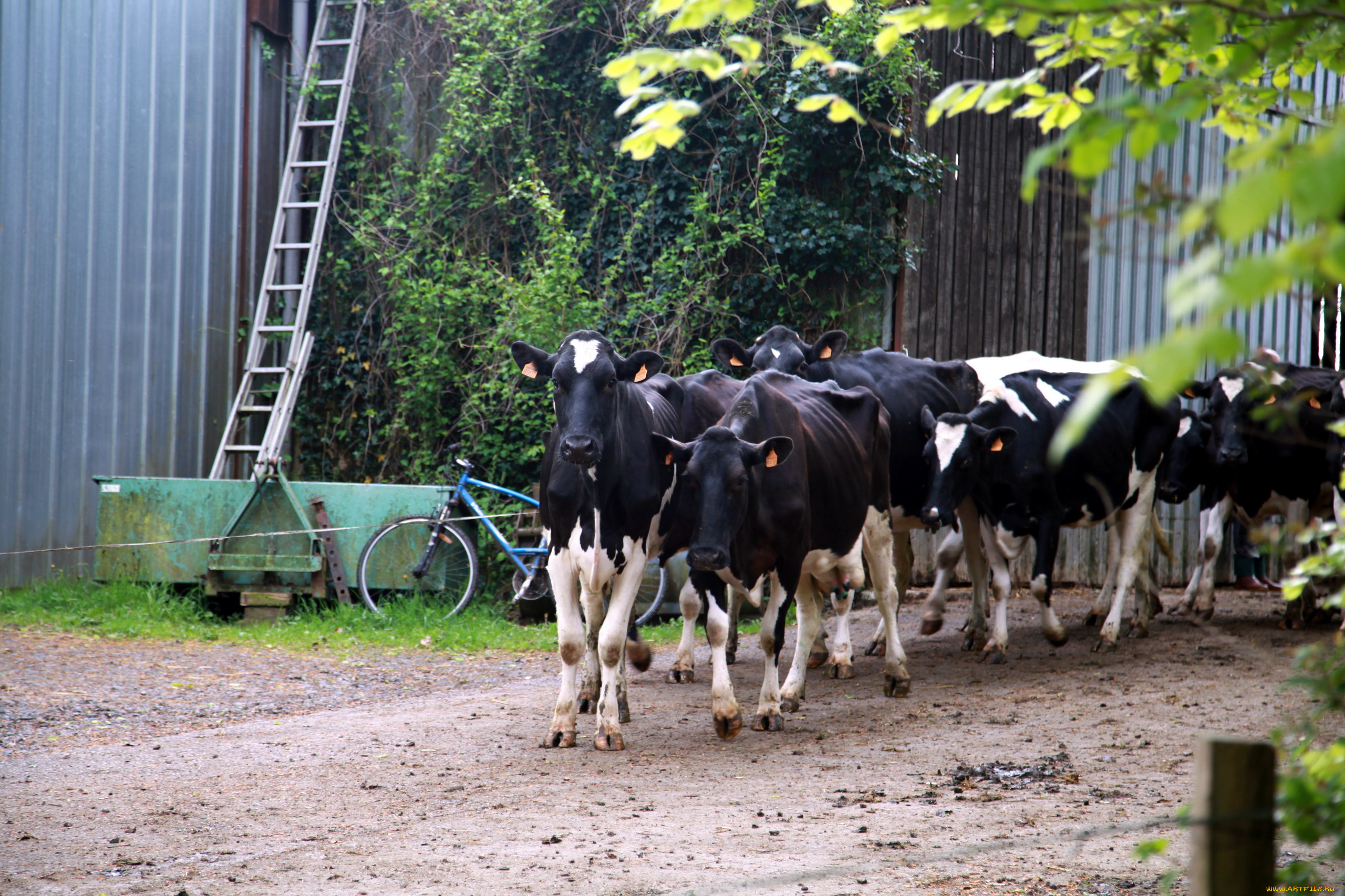 животные, коровы, , буйволы, стадо